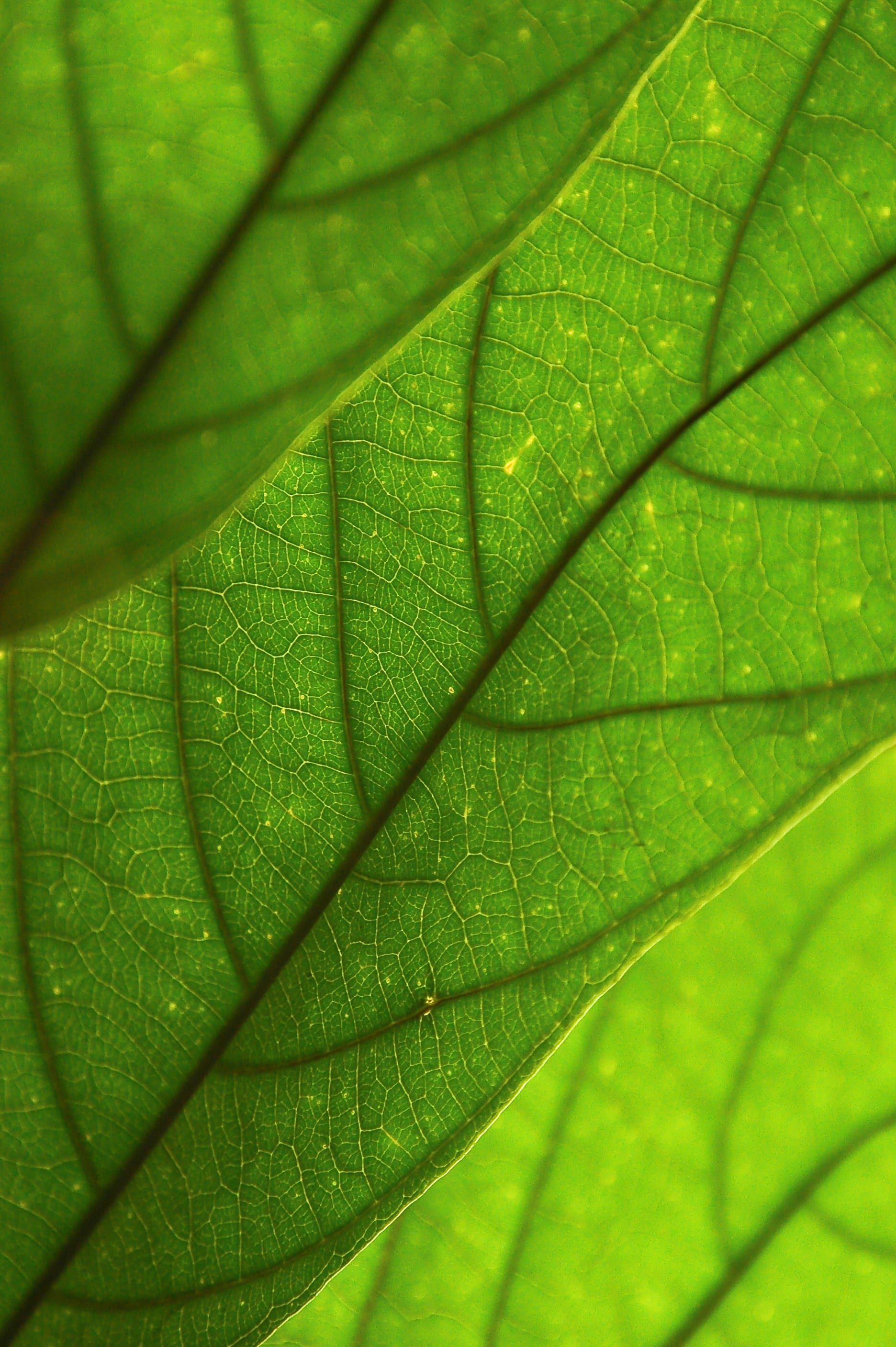 Amazônia: seis curiosidades sobre a maior floresta do mundo
