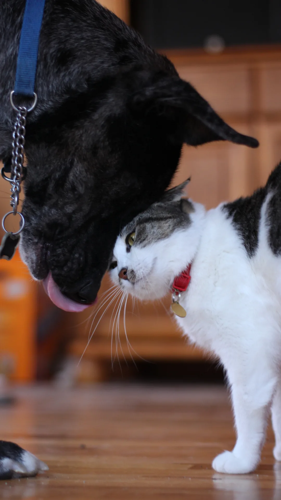 21 Dogs That Get Along with Cats