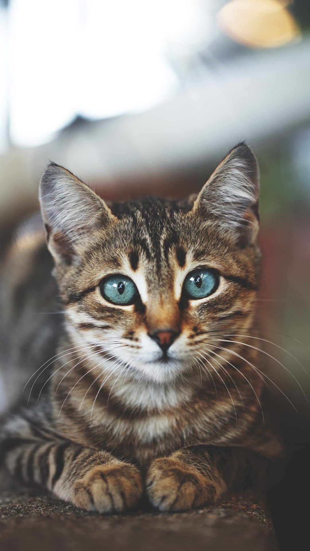 Pura ternura, 5 señales de que tu gato es feliz contigo