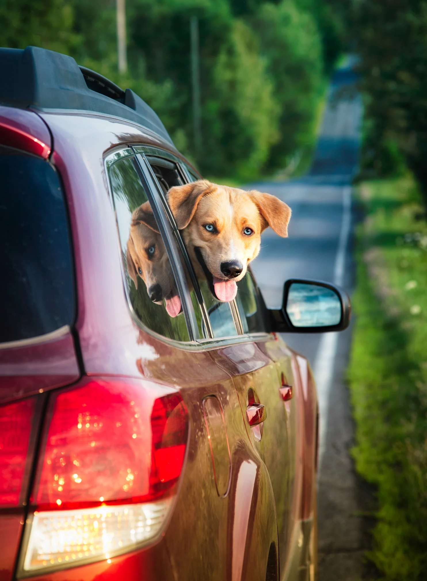 Perros y vacaciones: la guía definitiva para viajar con mascota