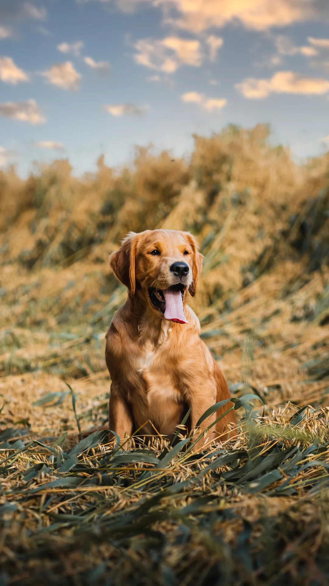 Giftköder: Wie Hundehalter ihr Tier schützen können