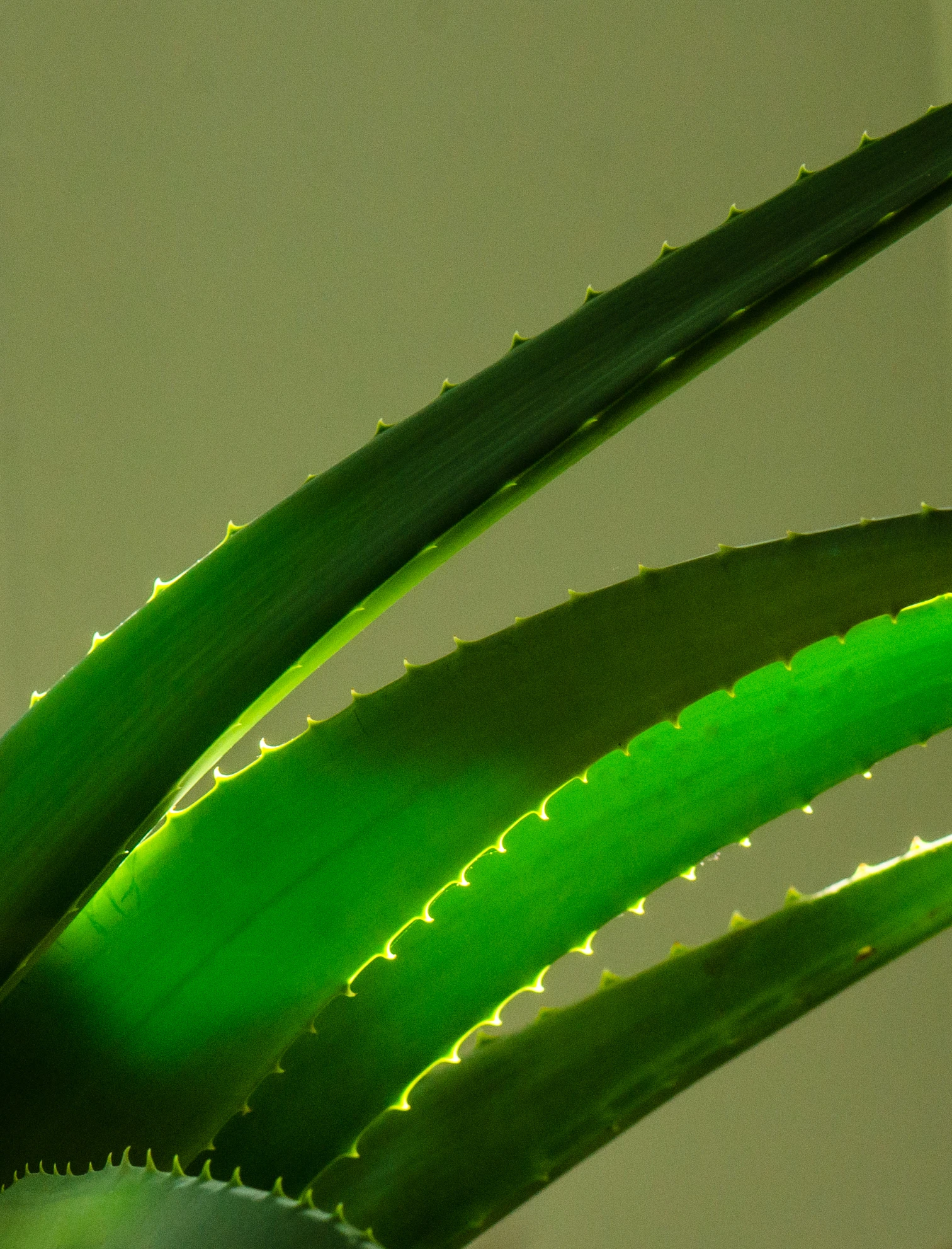 كيفية علاج التجاعيد بشكل طبيعي في المنزل