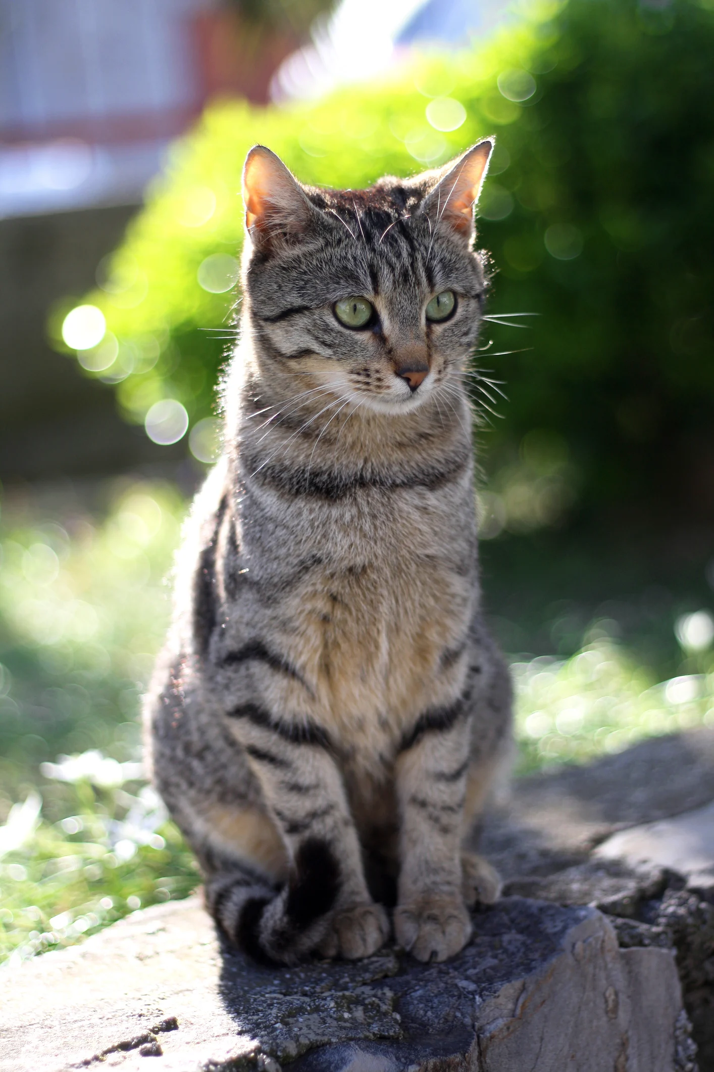 Cómo evitar que los gatos rompan tu jardín