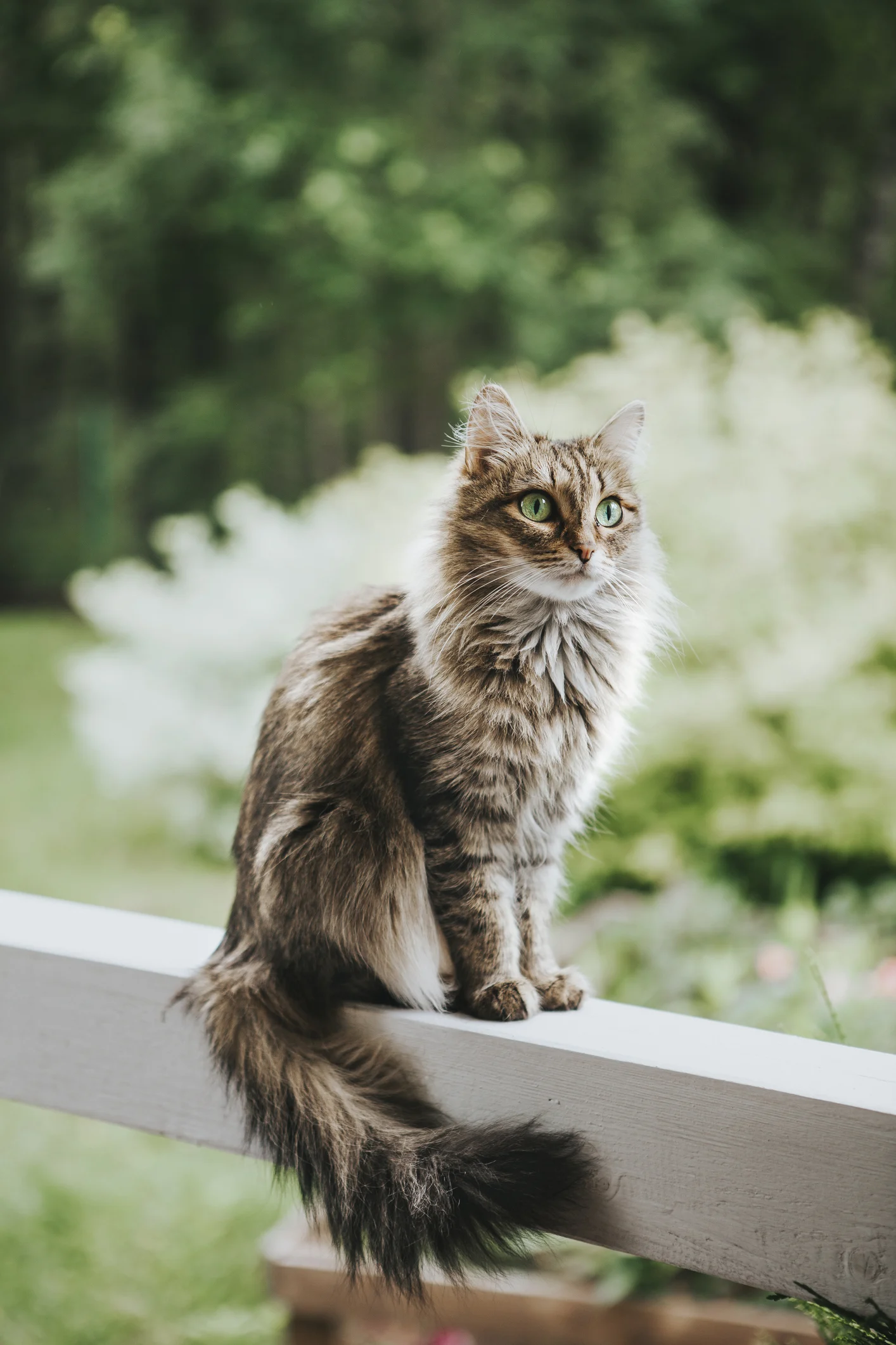 Escaped cat back with family after weeks of avoiding capture at Boston airport