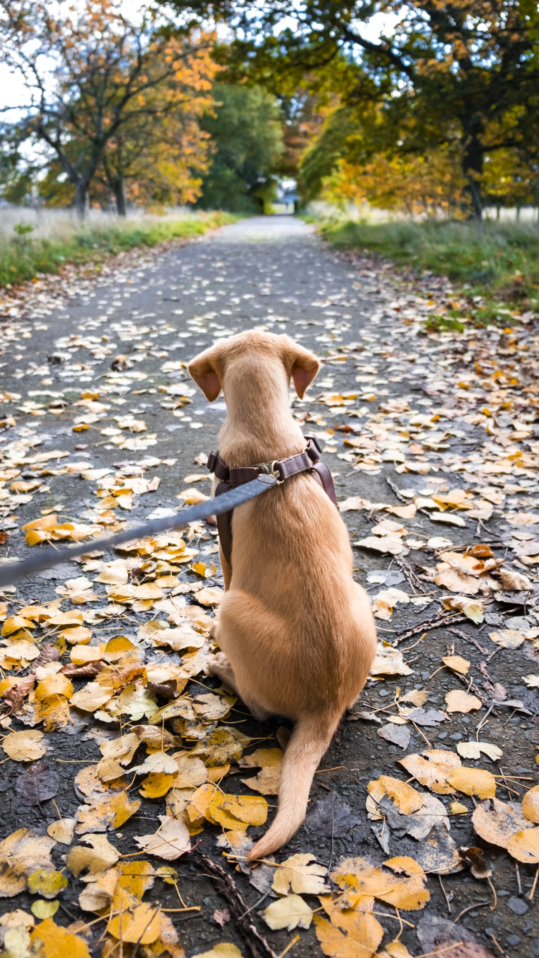 Paseos más divertidos, 3 consejos para que tu perro no tire de la correa