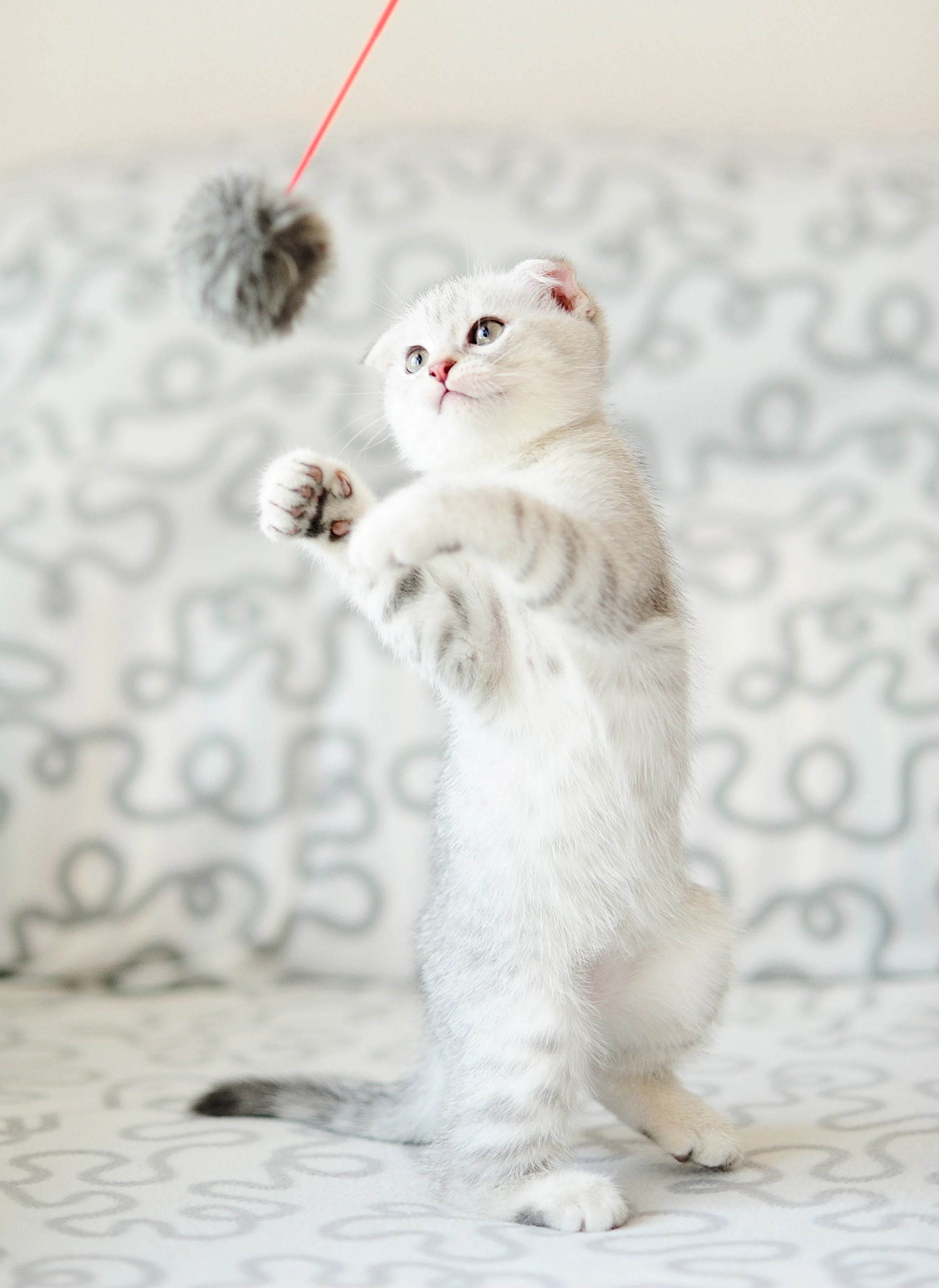 Impossibile resistergli: animali che amano i giochi