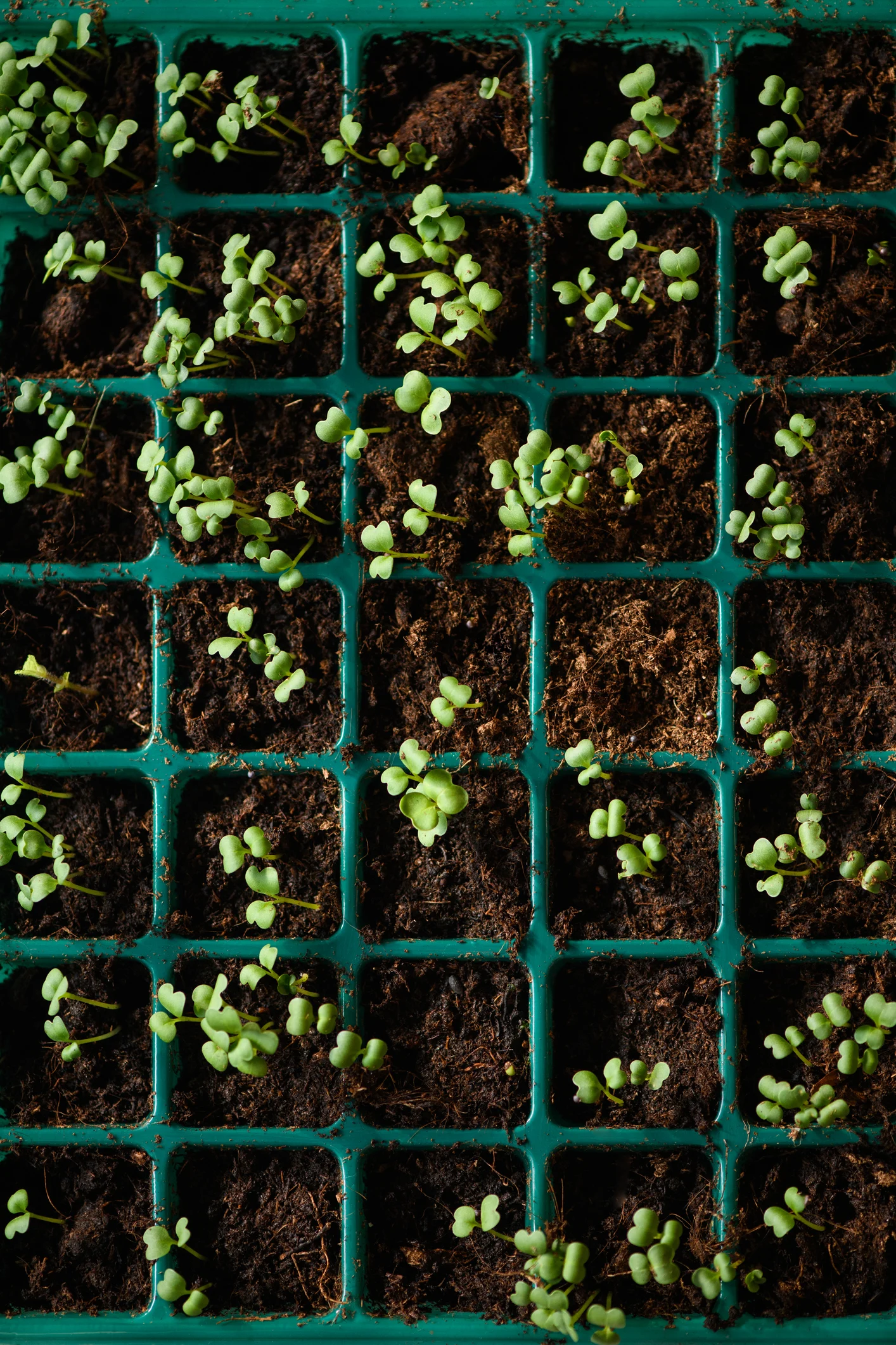 How to look after home-grown veggies and herbs during a washout