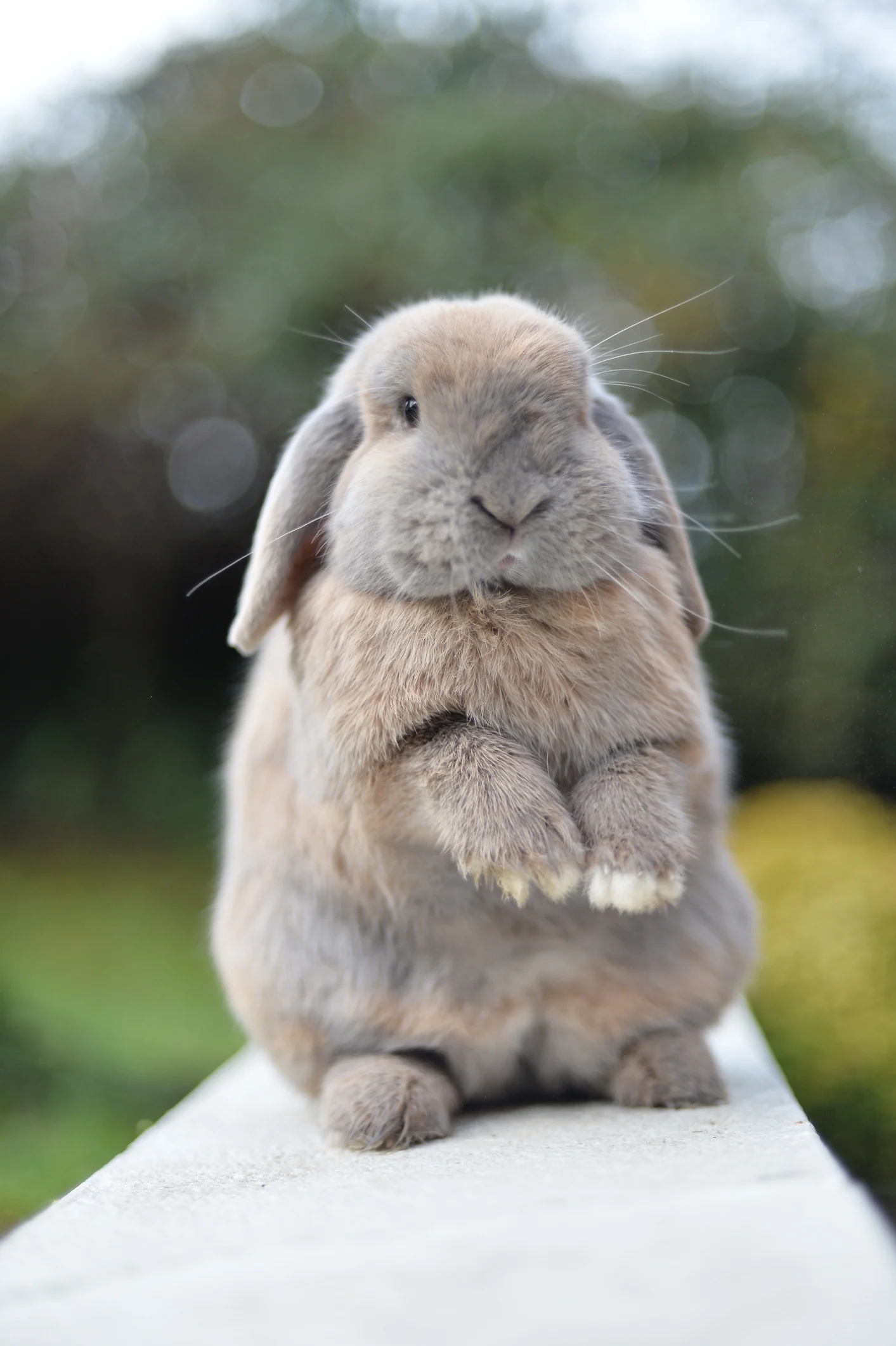 Top 15 des animaux de compagnie originaux