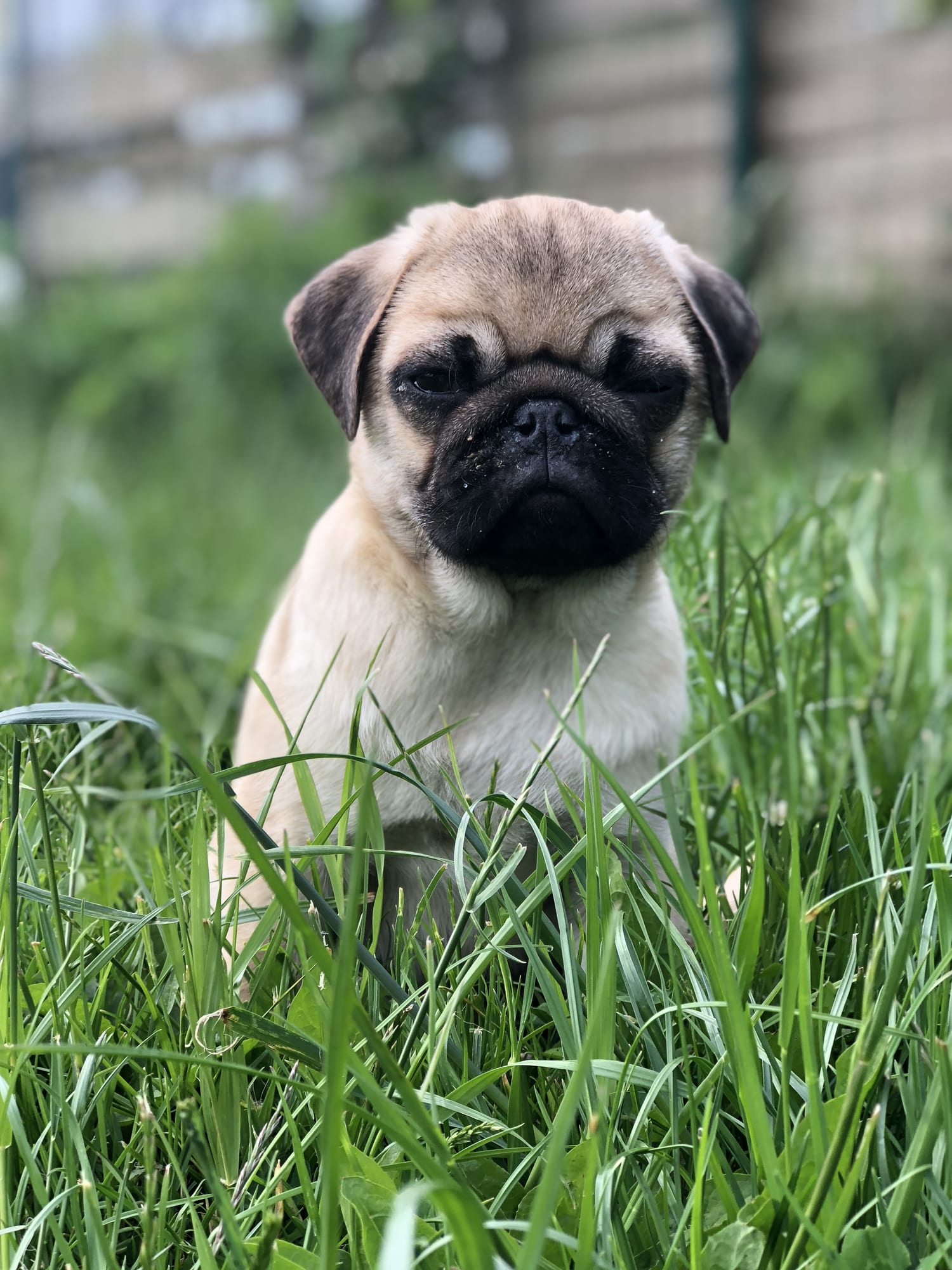 Natura e libertà: le razze canine che vivono bene all'aperto
