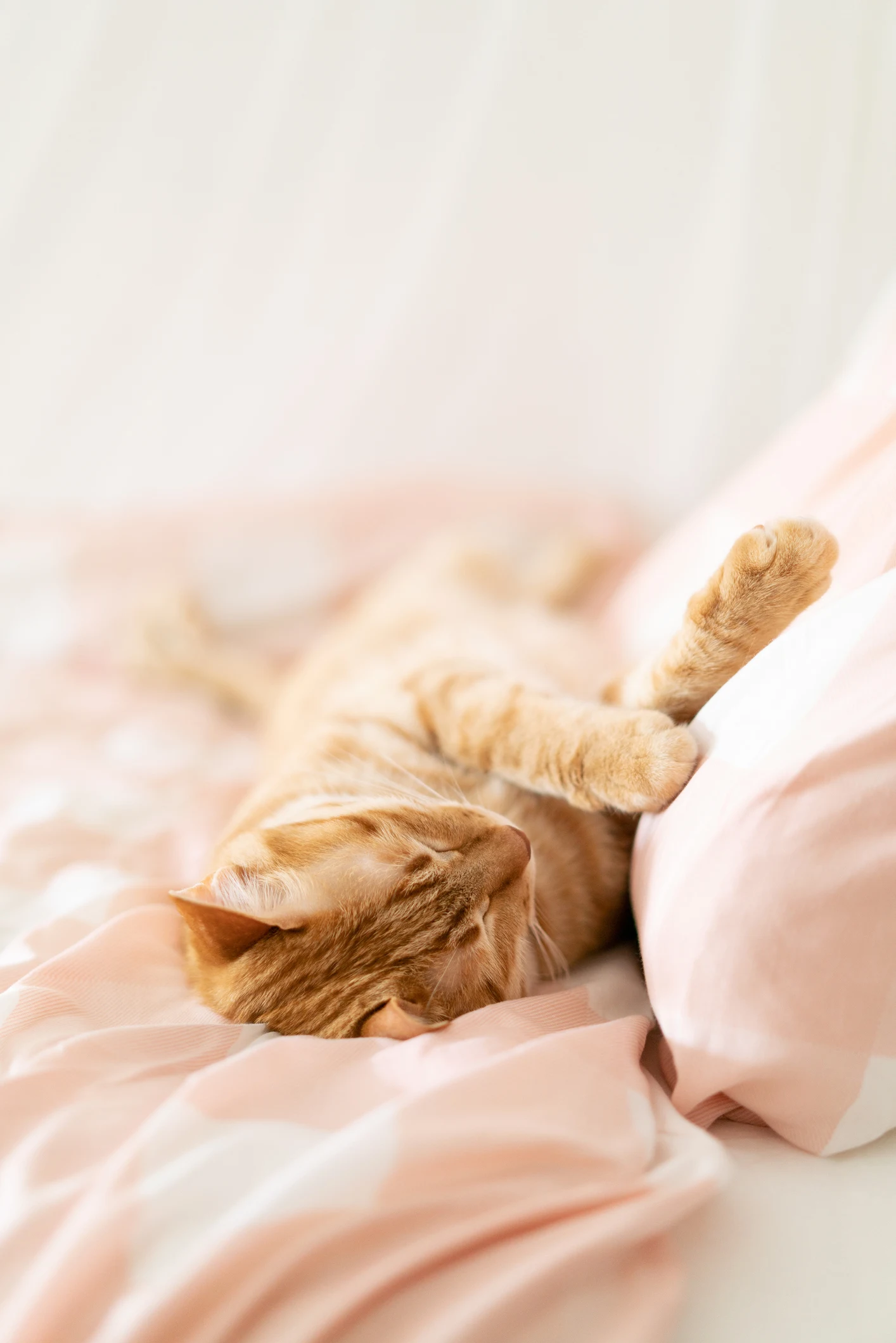 Можуть переносити серйозні захворювання: чому не можна спати з котами