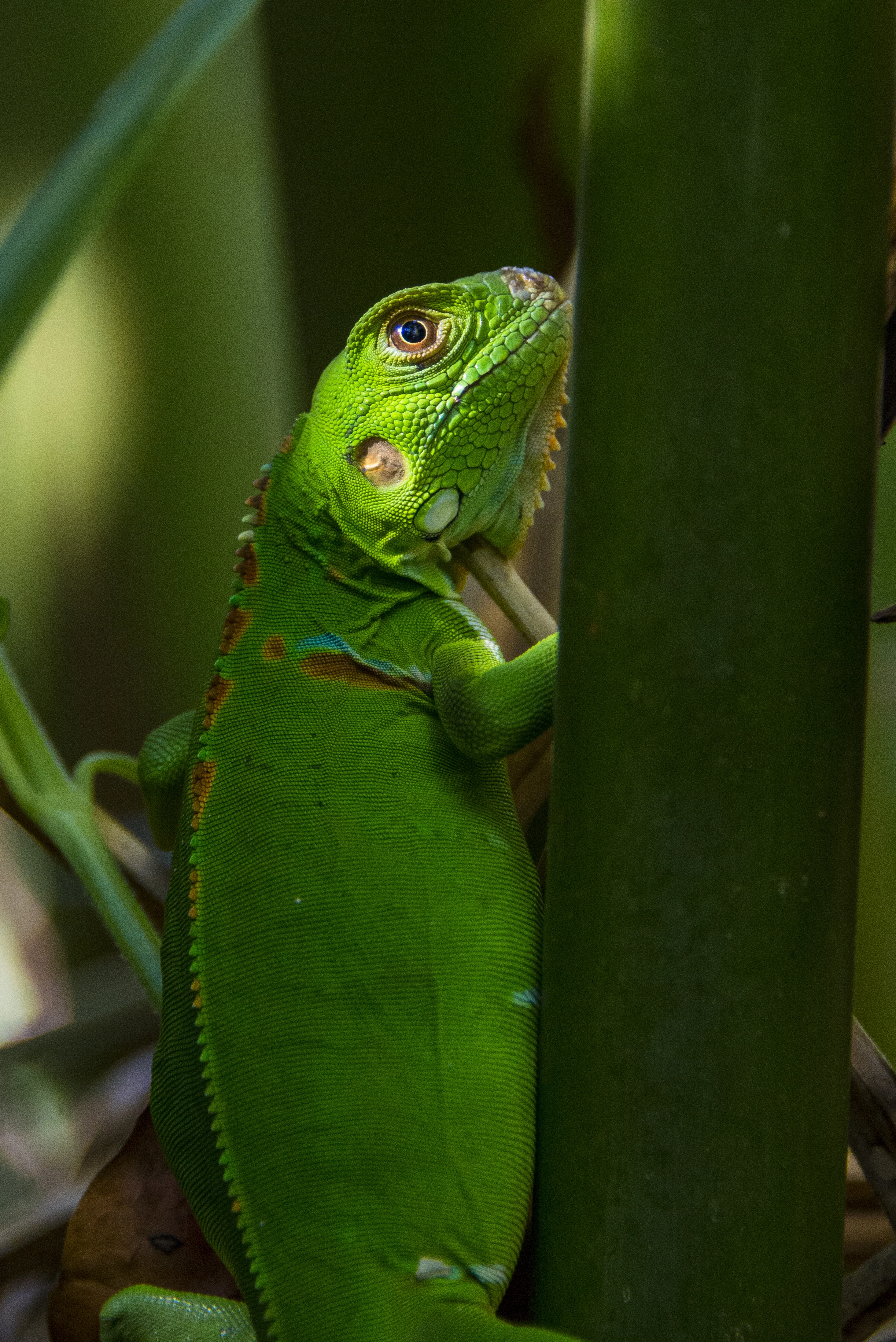 Il parco sconosciuto più bello e selvaggio del mondo: Jalapao State Park
