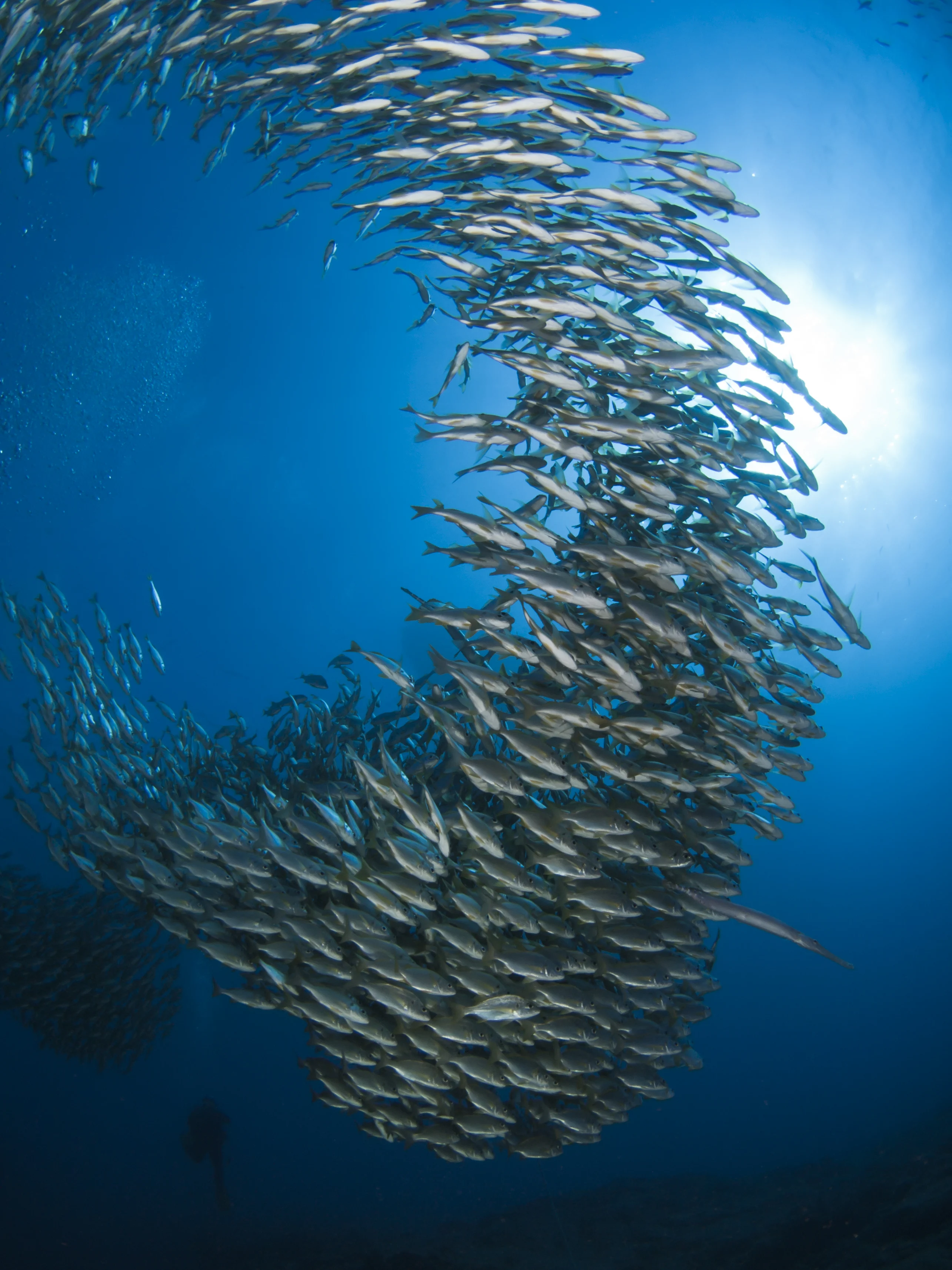 Estudo descobre que os peixes falam (ou quase isso)