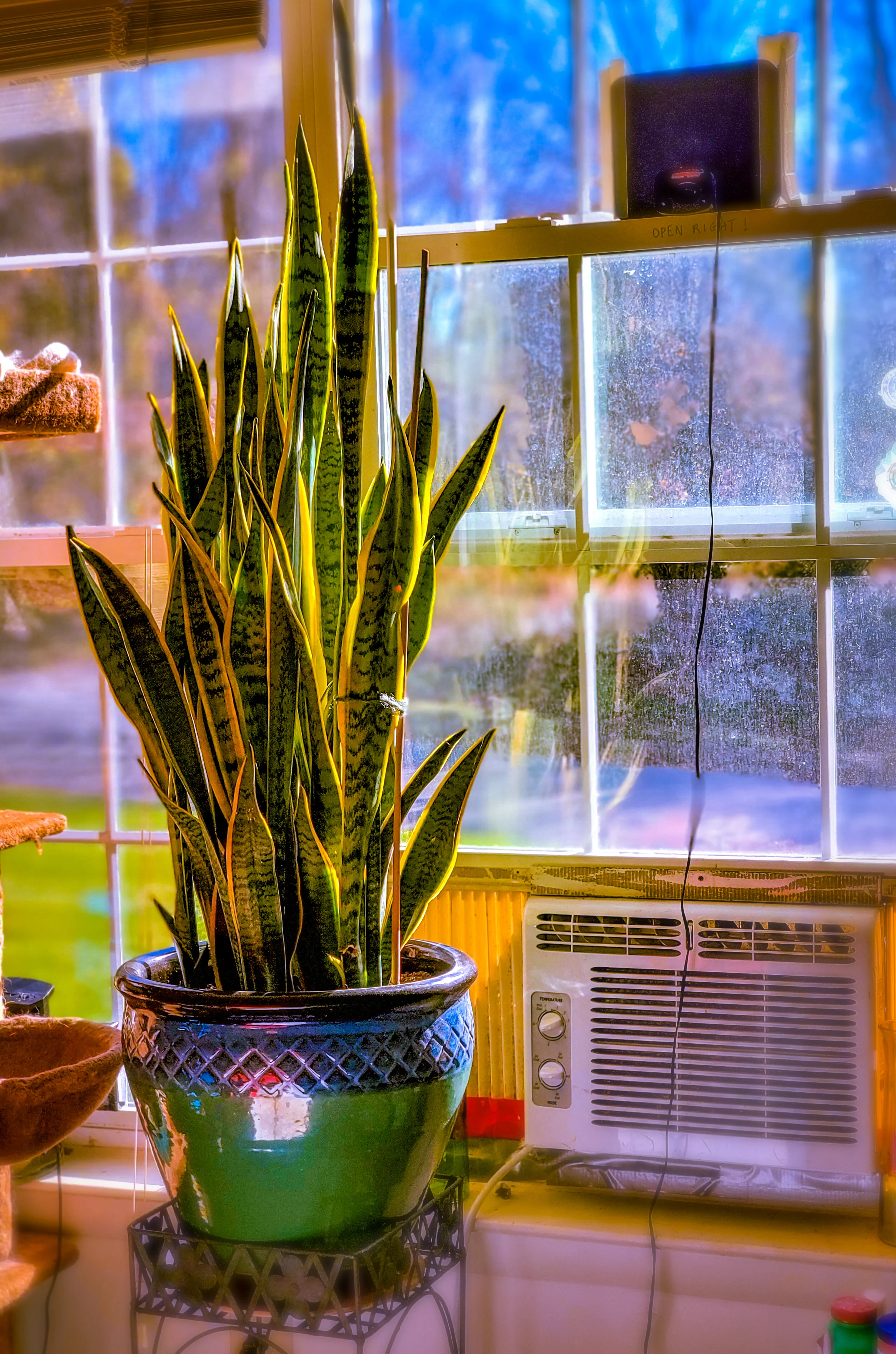 Why having plants in your home is an excellent idea | Health24