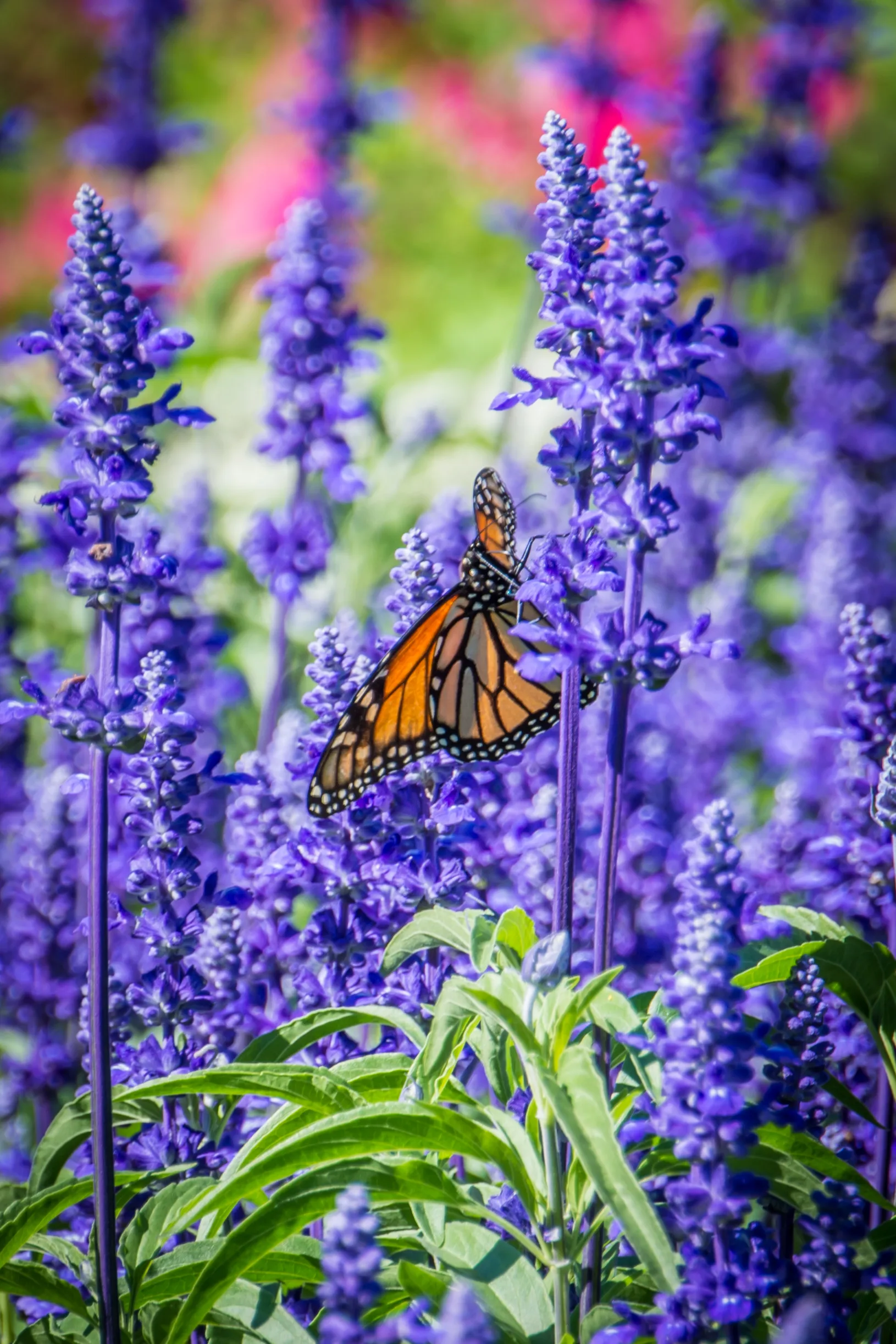 Milioni di farfalle monarca invadono il Messico, lo spettacolo per i turisti silenziosi