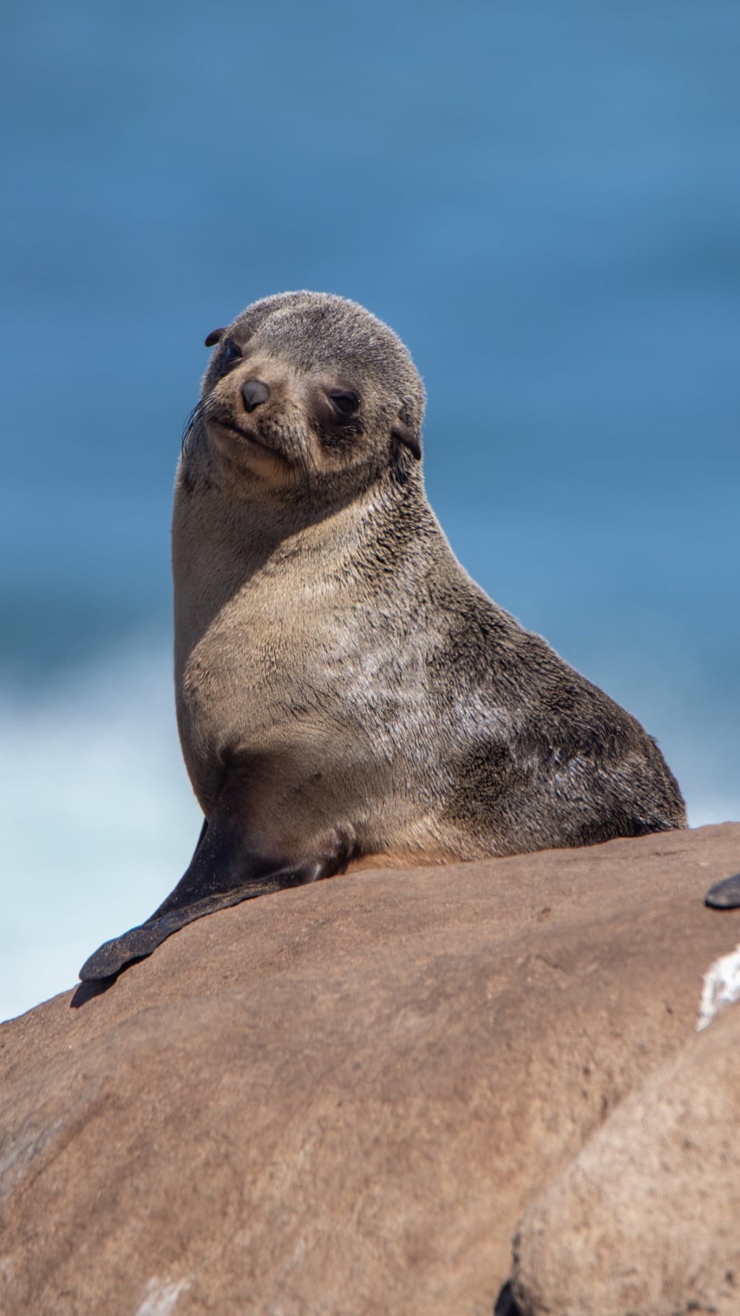 Seals can change the tone of their voice just like humans, study finds