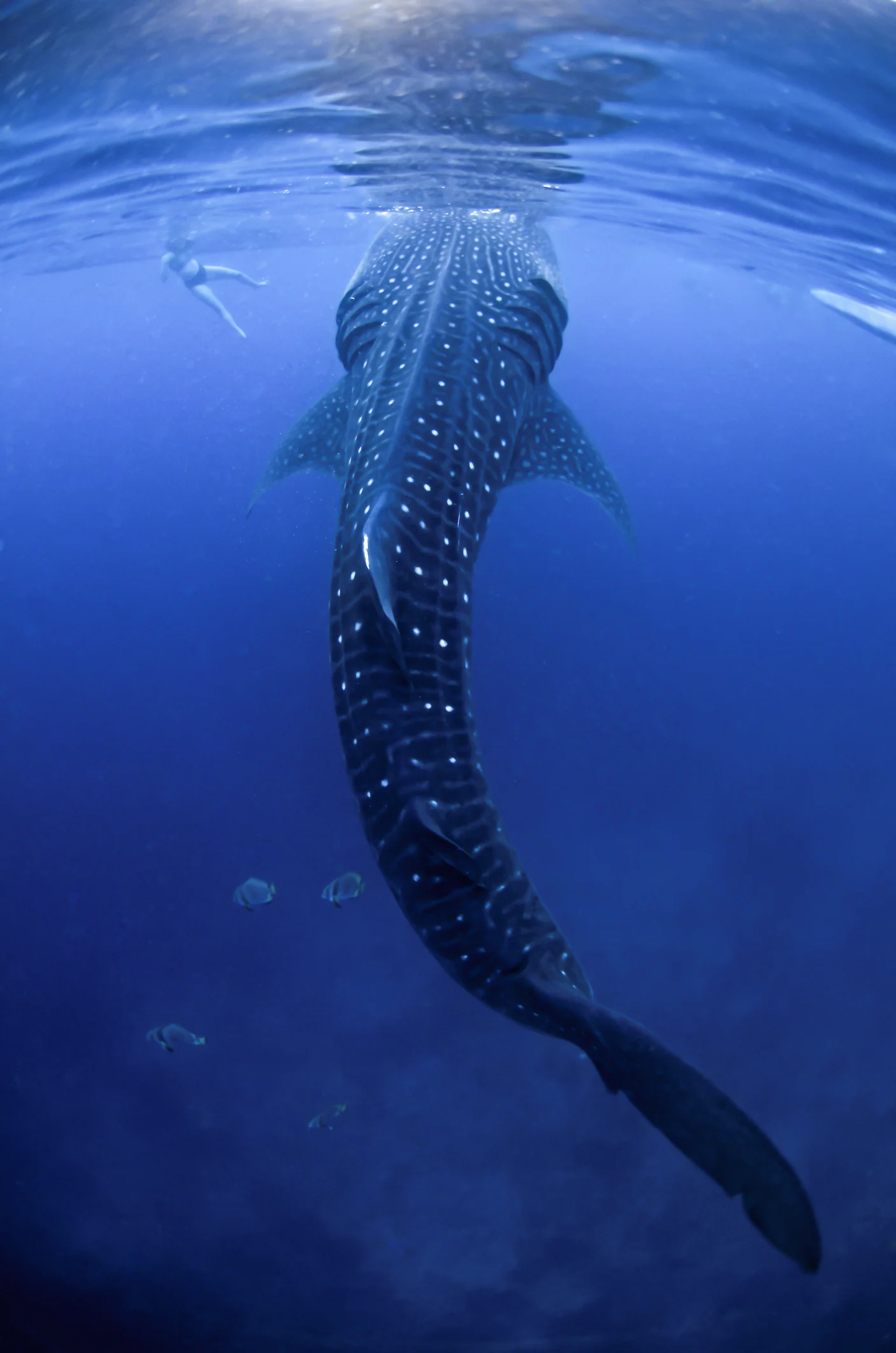 ว้าวมาก! ภาพฉลามวาฬ 1 ใน 5 เทพเจ้าแห่งปลายักษ์ใหญ่พาลูกๆ ออกว่ายน้ำกลางทะเลเมืองจันท์