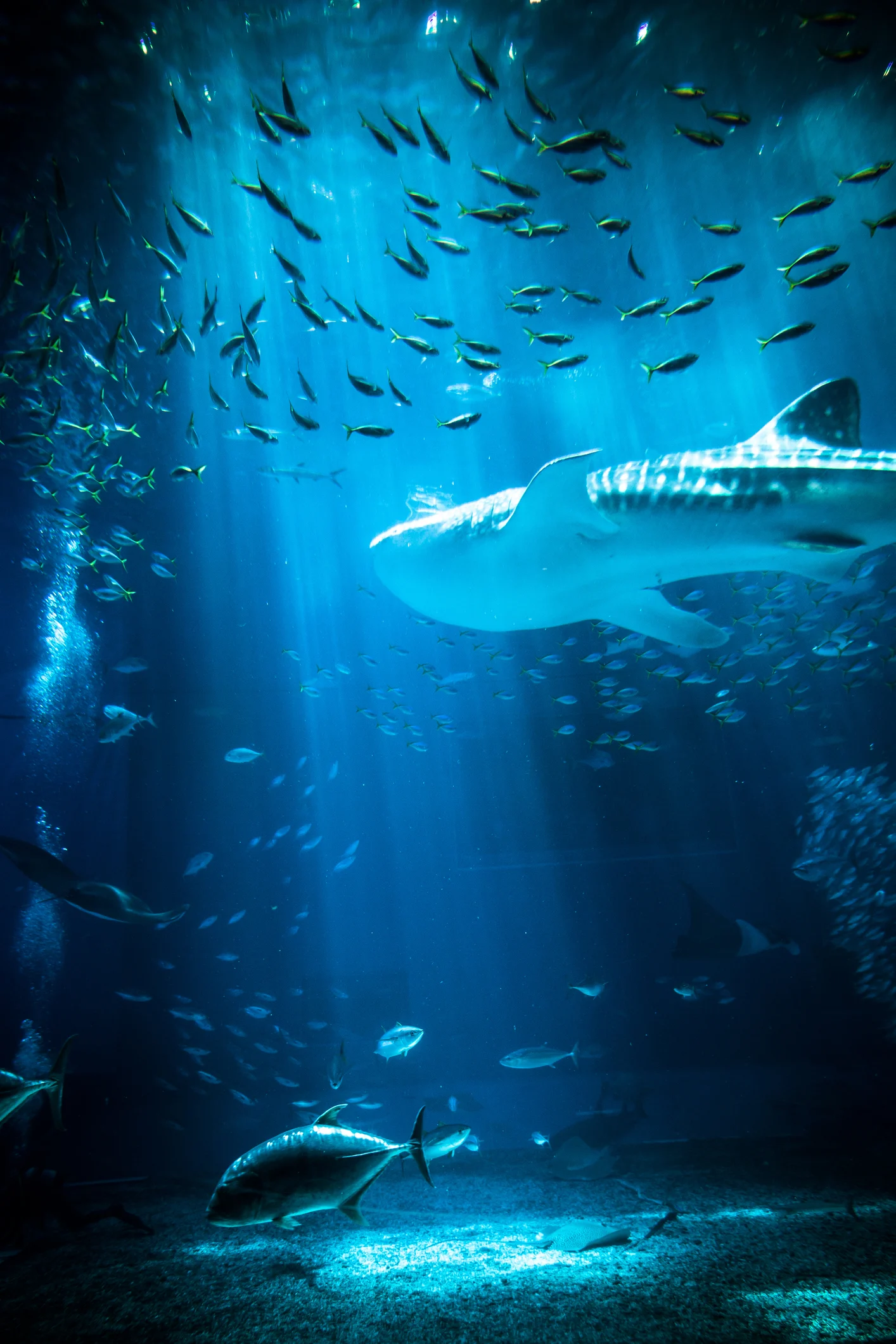 10 best aquariums in the United States, according to readers