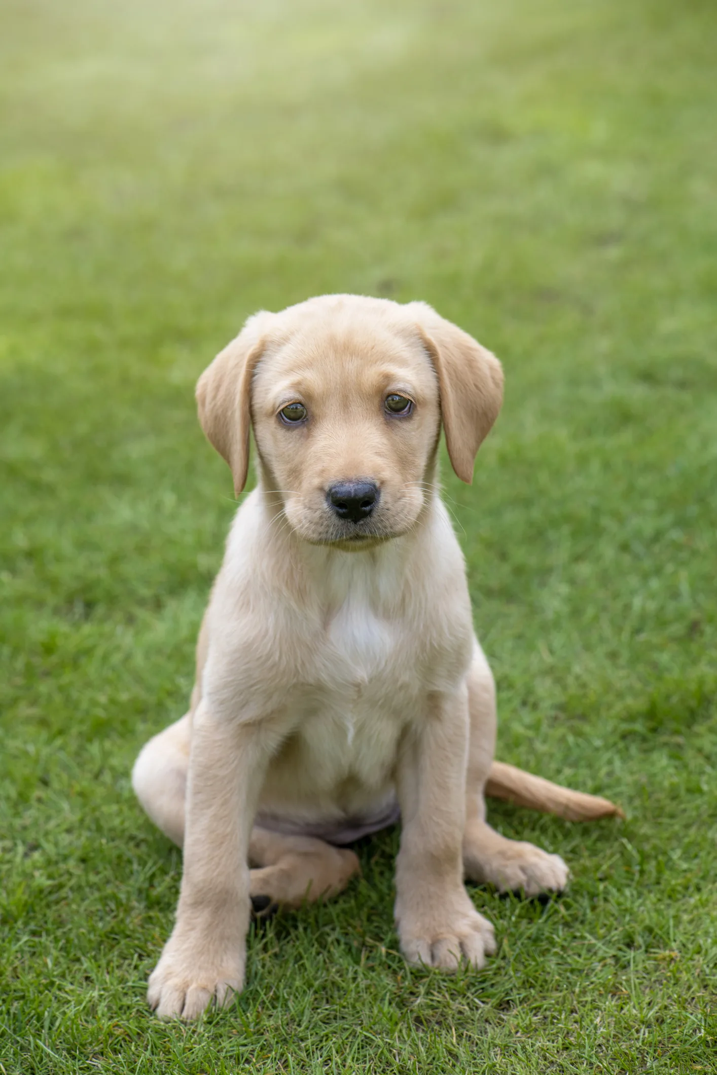 “เฟร็ด” หมาลาบราดอร์รีทรีฟเวอร์ชื่อดังในอังกฤษ รับลูกเป็ดกำพร้า 15 ตัว เป็นลูก