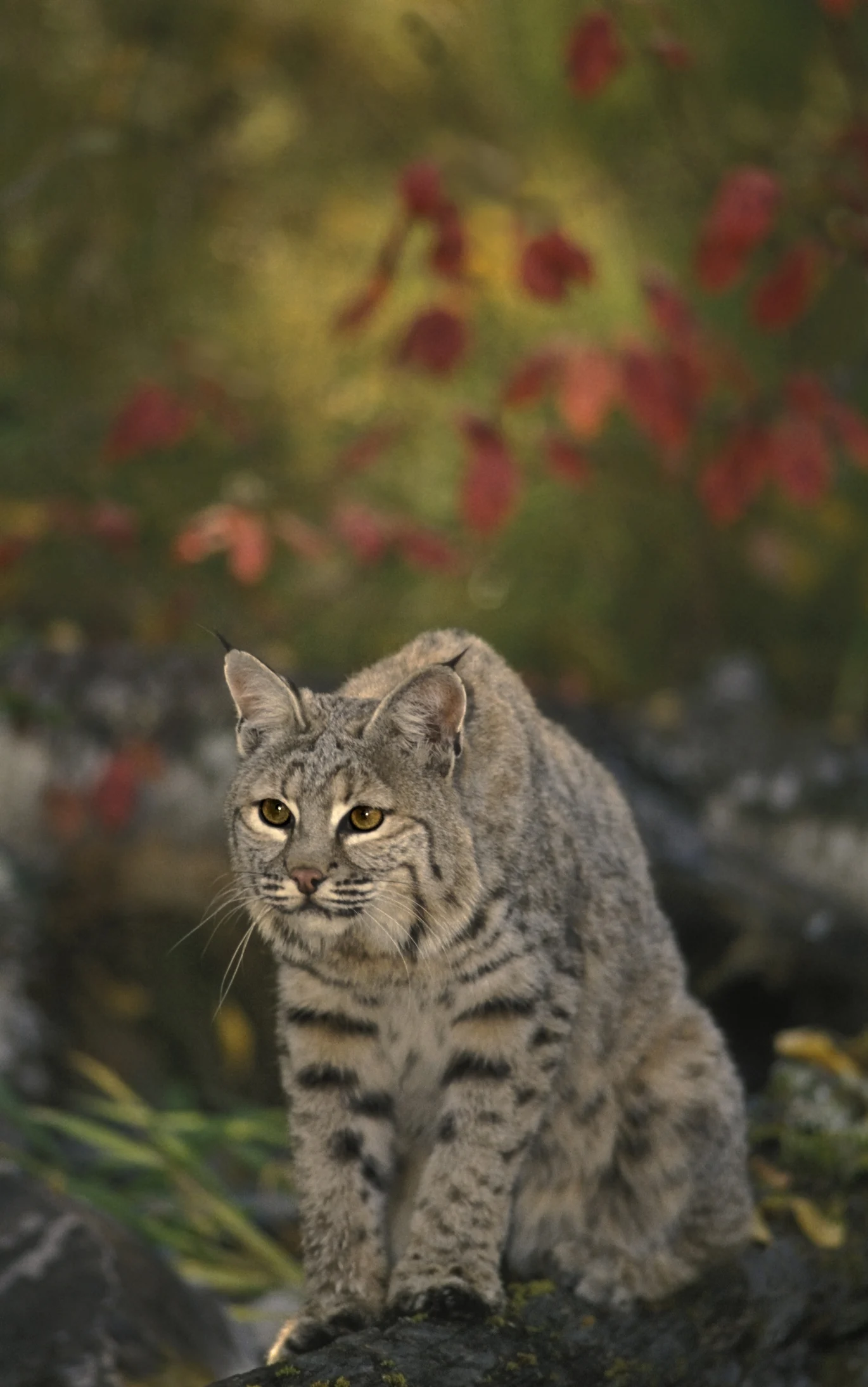 ツシマヤマネコ、那須どうぶつ王国に仲間入り