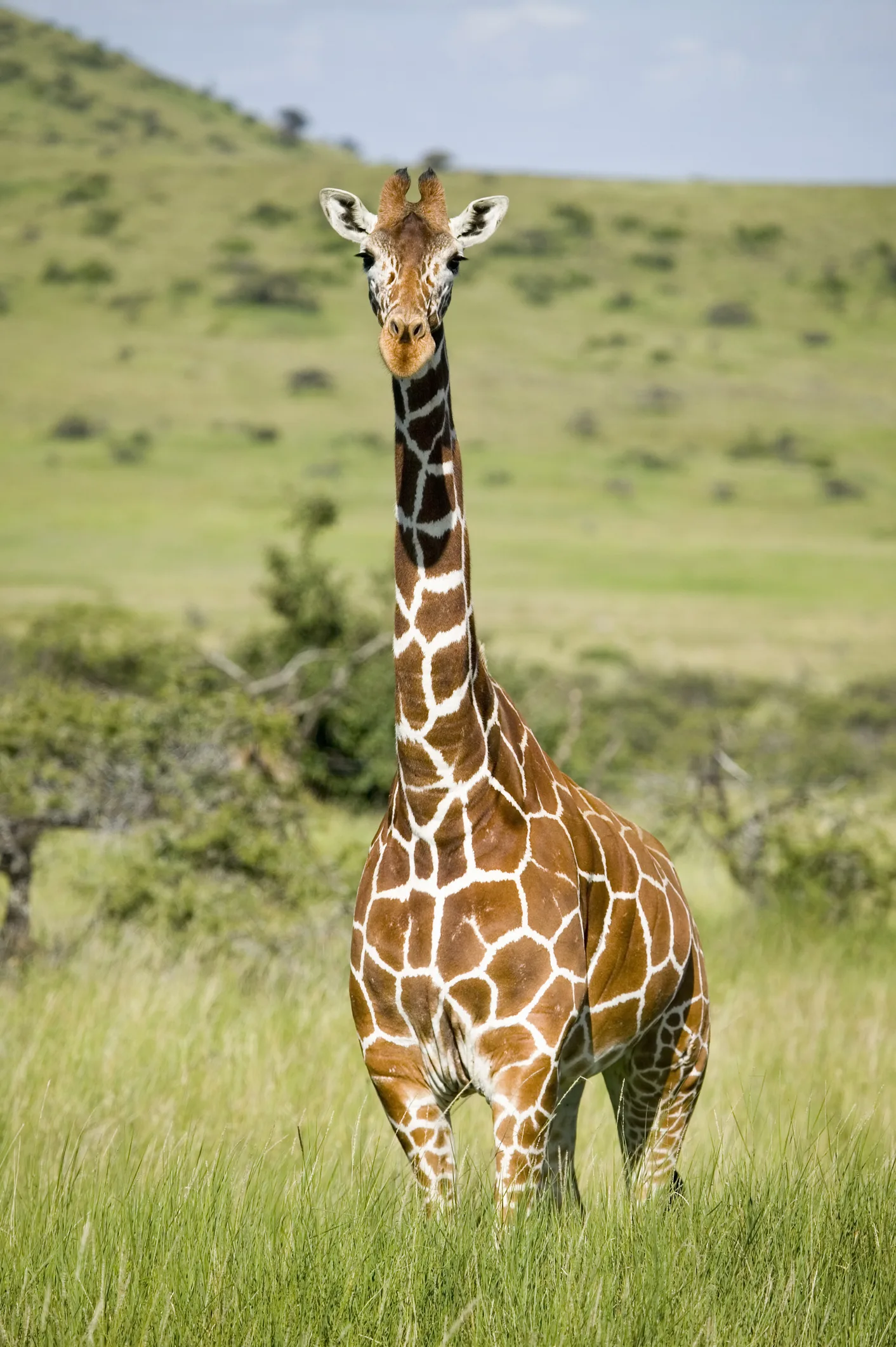 Le long cou des girafes cache en fait une féroce arme sexuelle