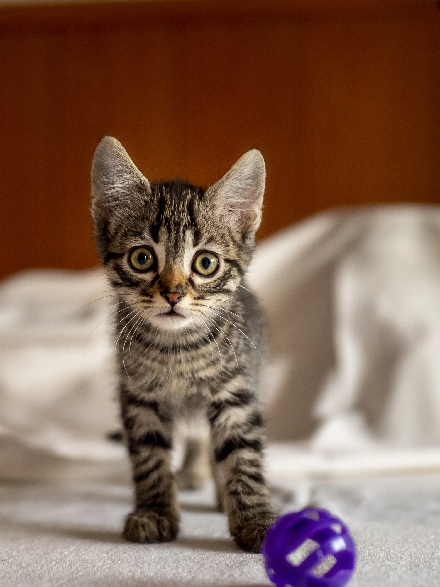 Gatitos: ¿cuáles son las razas más longevas de 'michis´?