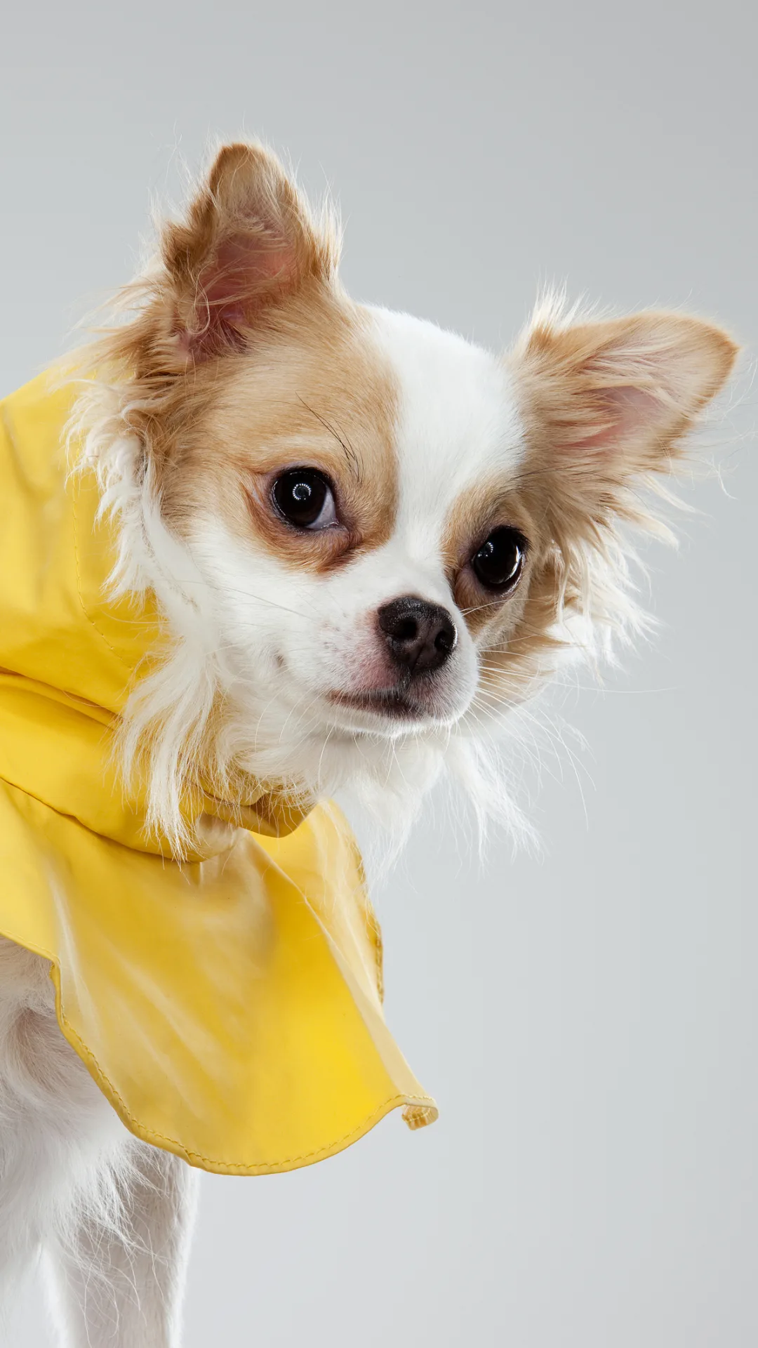 Primark is now selling mini raincoats for dogs