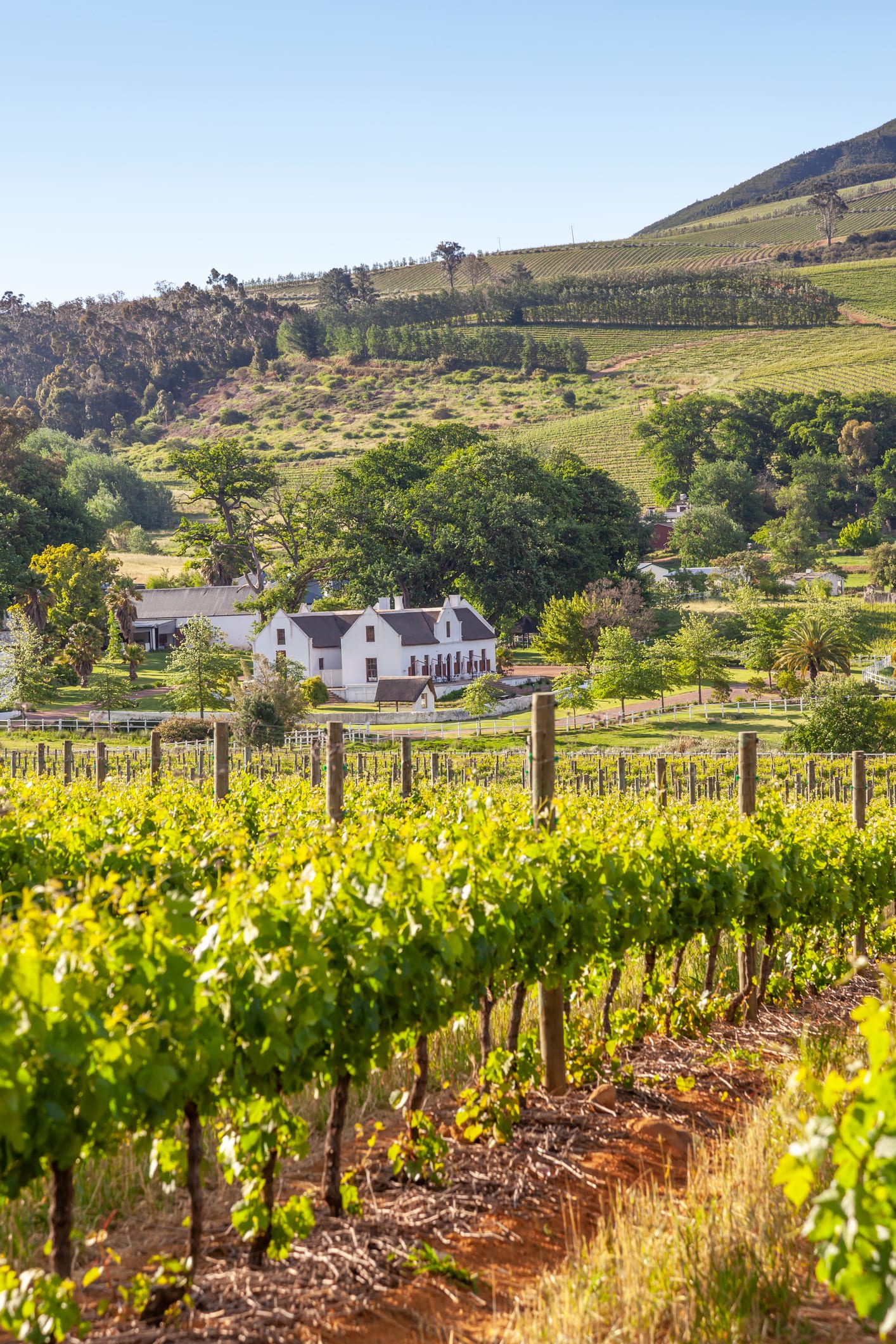 Eat and drink your way around South Africa on a foodie tour