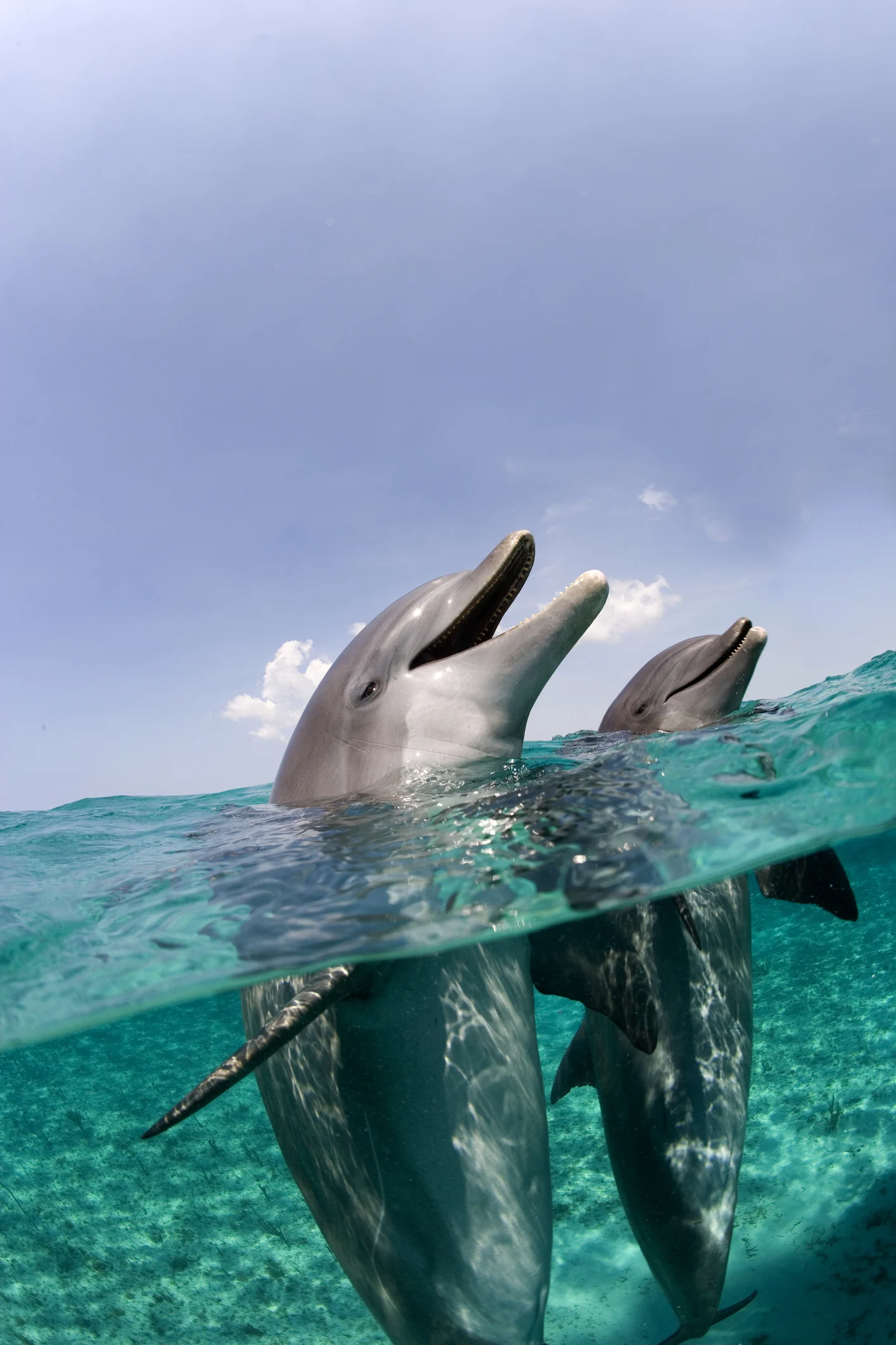 釣り人気“毒魚”にご用心　海水浴場では“人かむイルカ”　被害が続出…