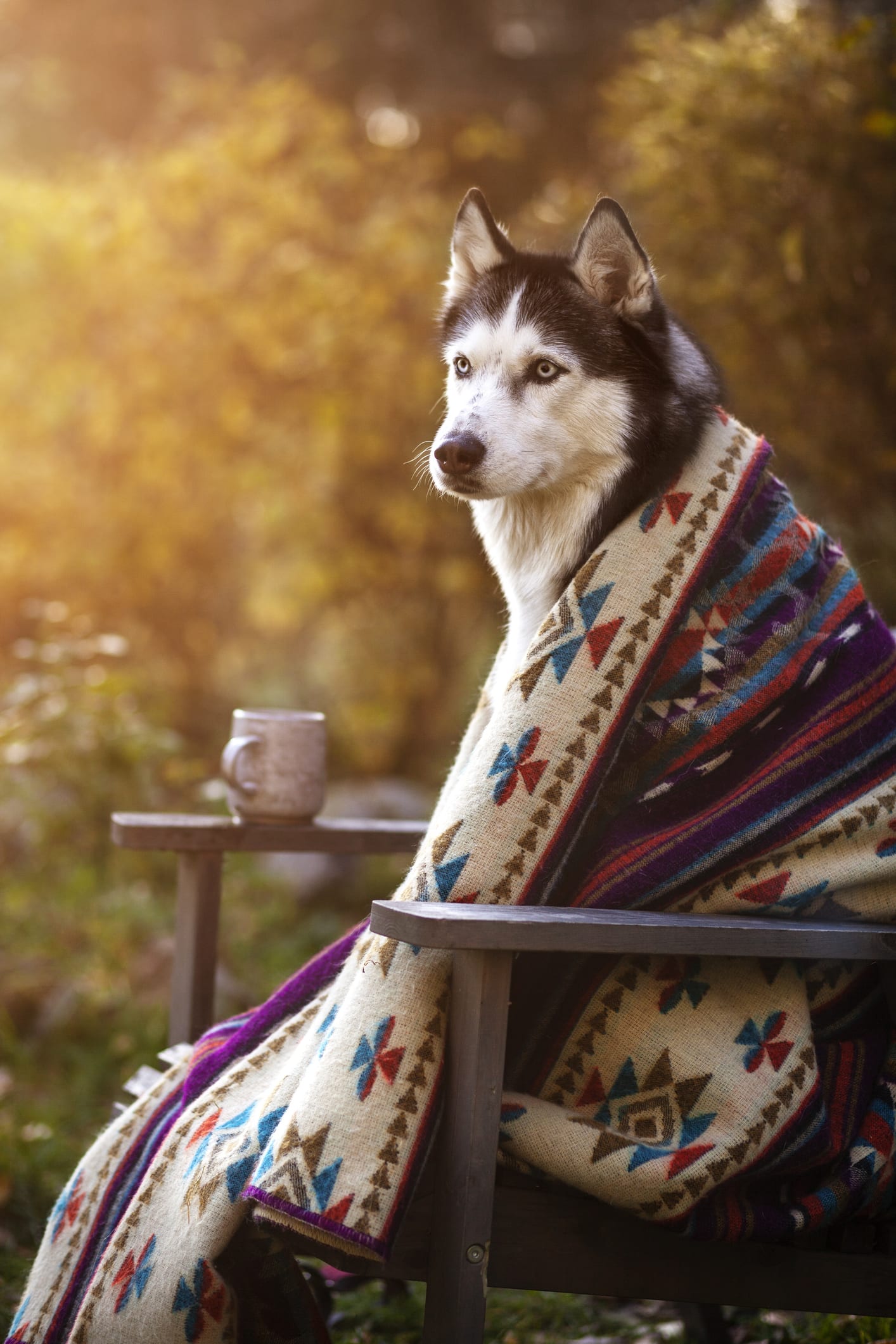 3 razas de perros a las que no se les puede cortar el pelo en verano