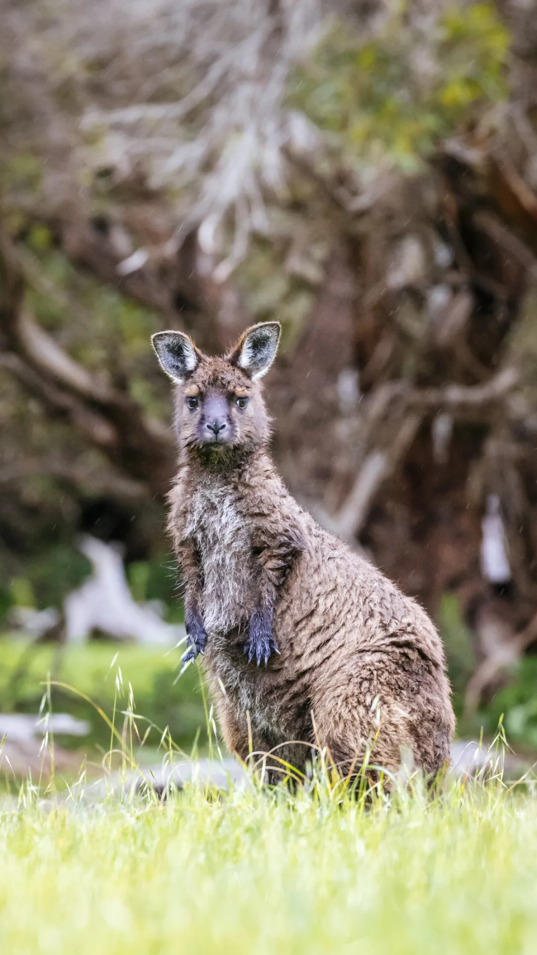 Scientists find two assassin spiders on Australia's Kangaroo Island