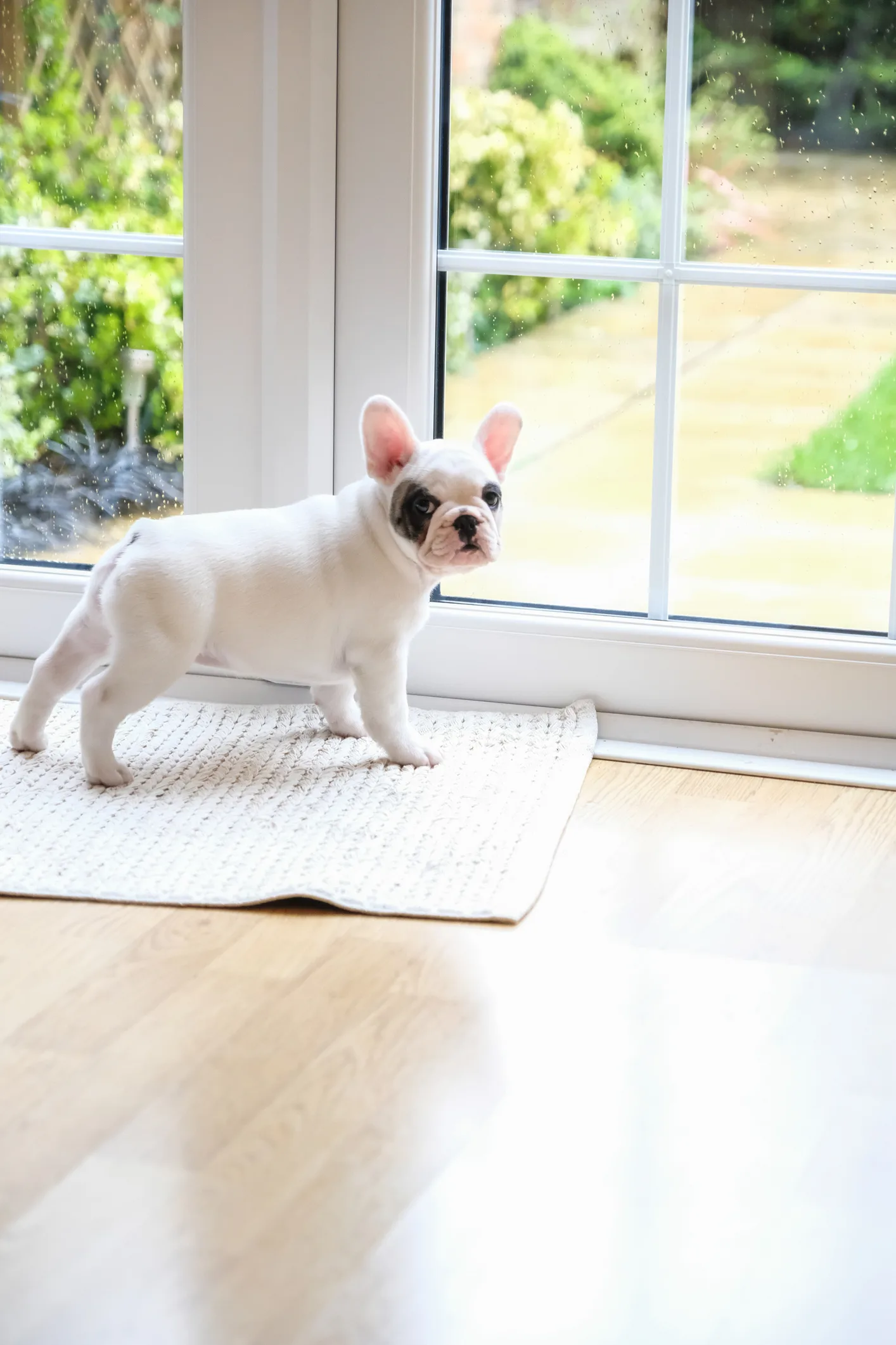 悪い事をしたと自覚? 説教中の飼い主を“絶対見ない”犬がかわいい…いつものことなのか聞いた