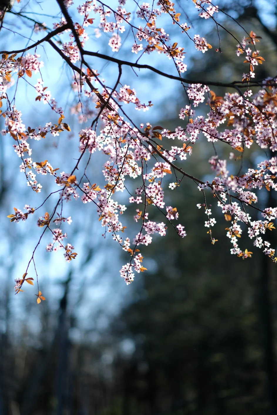 Charlie’s favourite purple plants