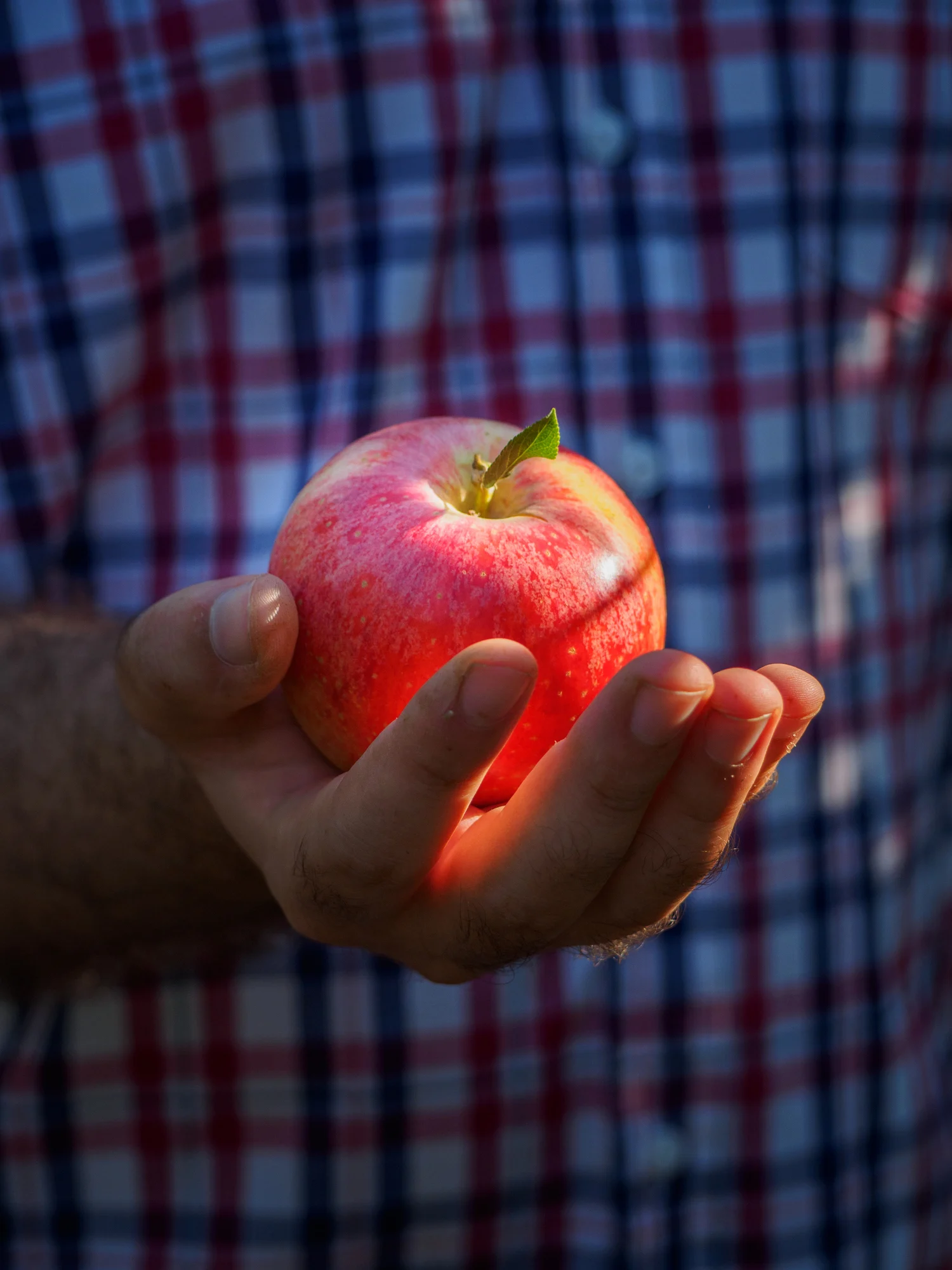 Esta es la manzana más saludable de todas