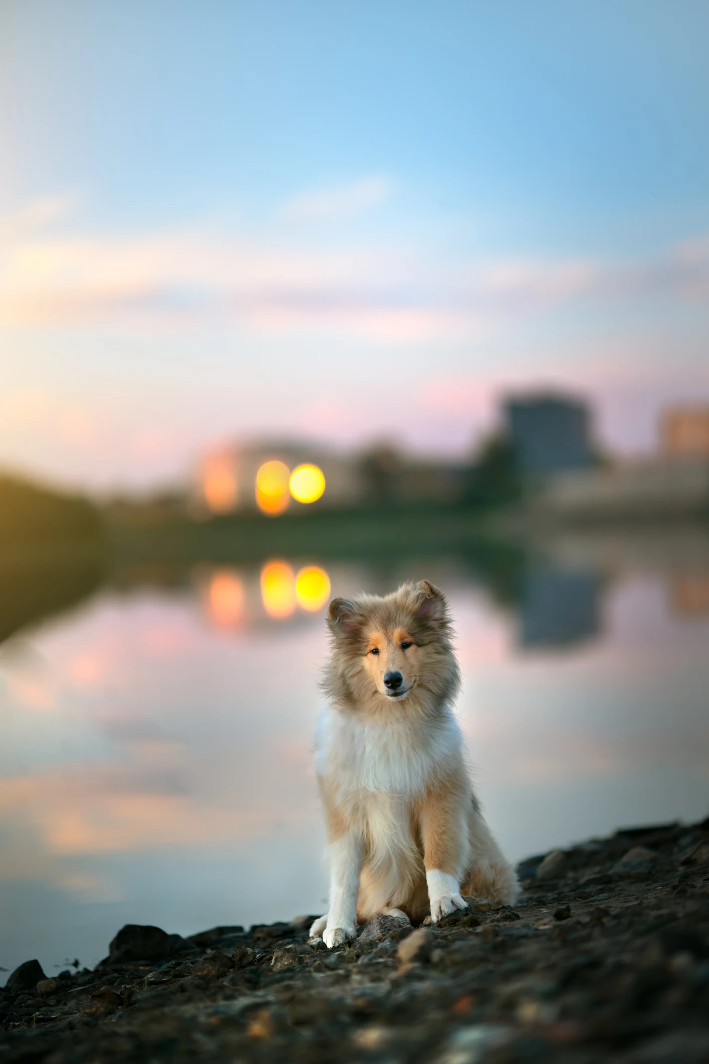 “La mia vita segreta da cane”: la storia dell’uomo che ha speso oltre 15mila dollari per trasformarsi in un Collie