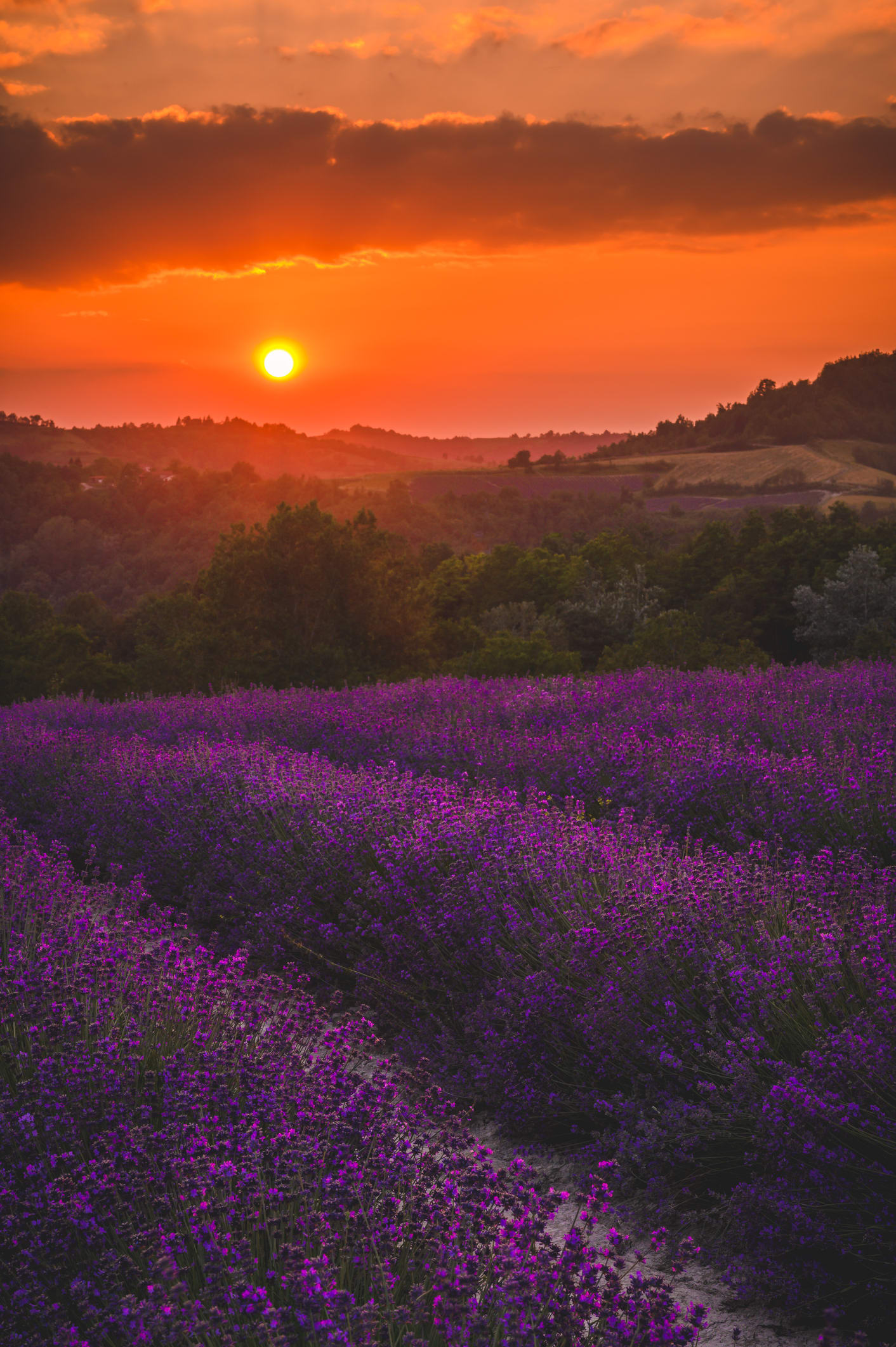 Non solo Provenza, anche l’Italia ha i suoi campi di lavanda: ecco dove ammirare la fioritura