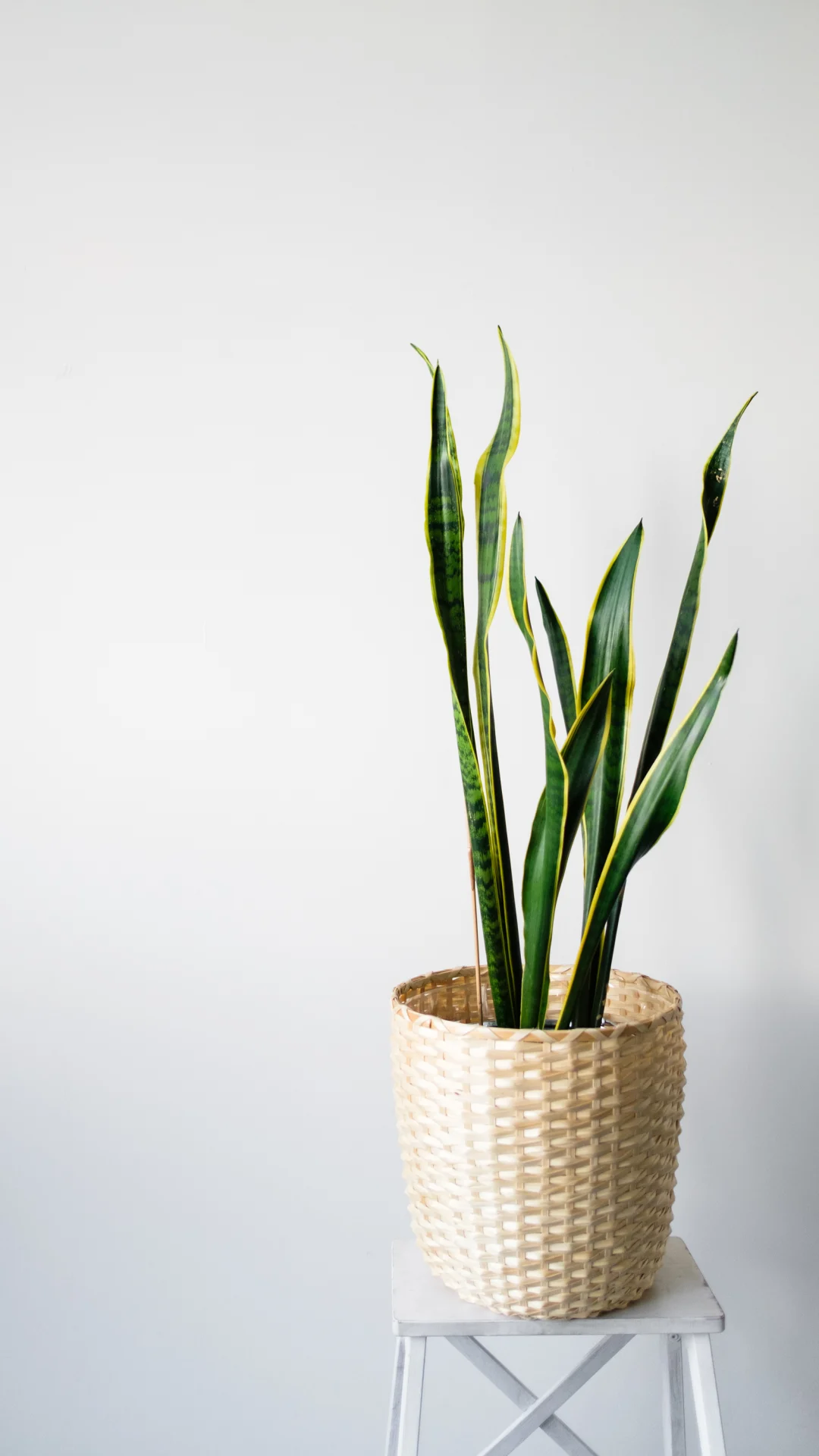 Esta es la razón por la que debes tener una Sansevieria en el cuarto del baño