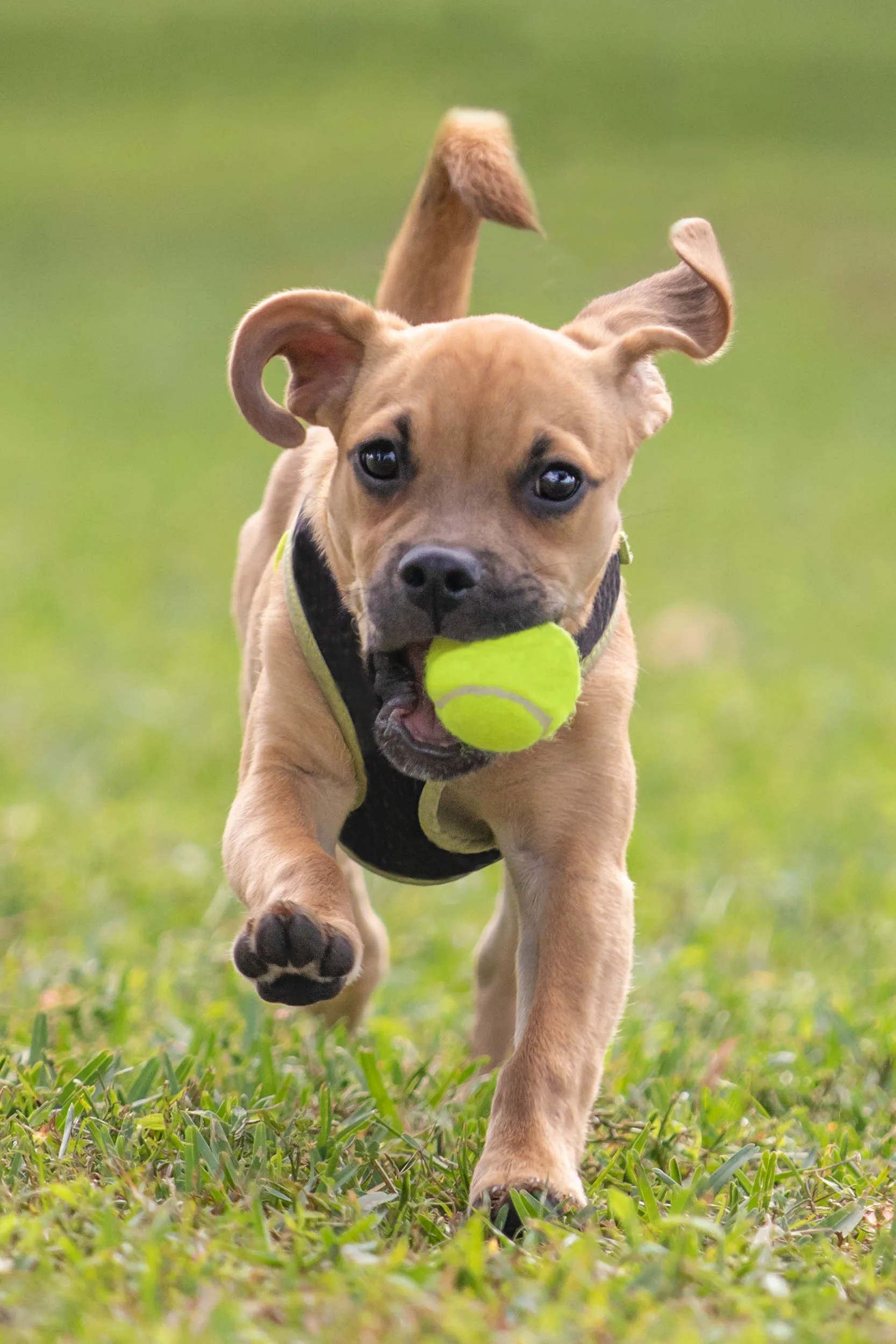 Jugar a la pelota con el perro, una actividad con muchos beneficios y algunos peligros que es importante evitar