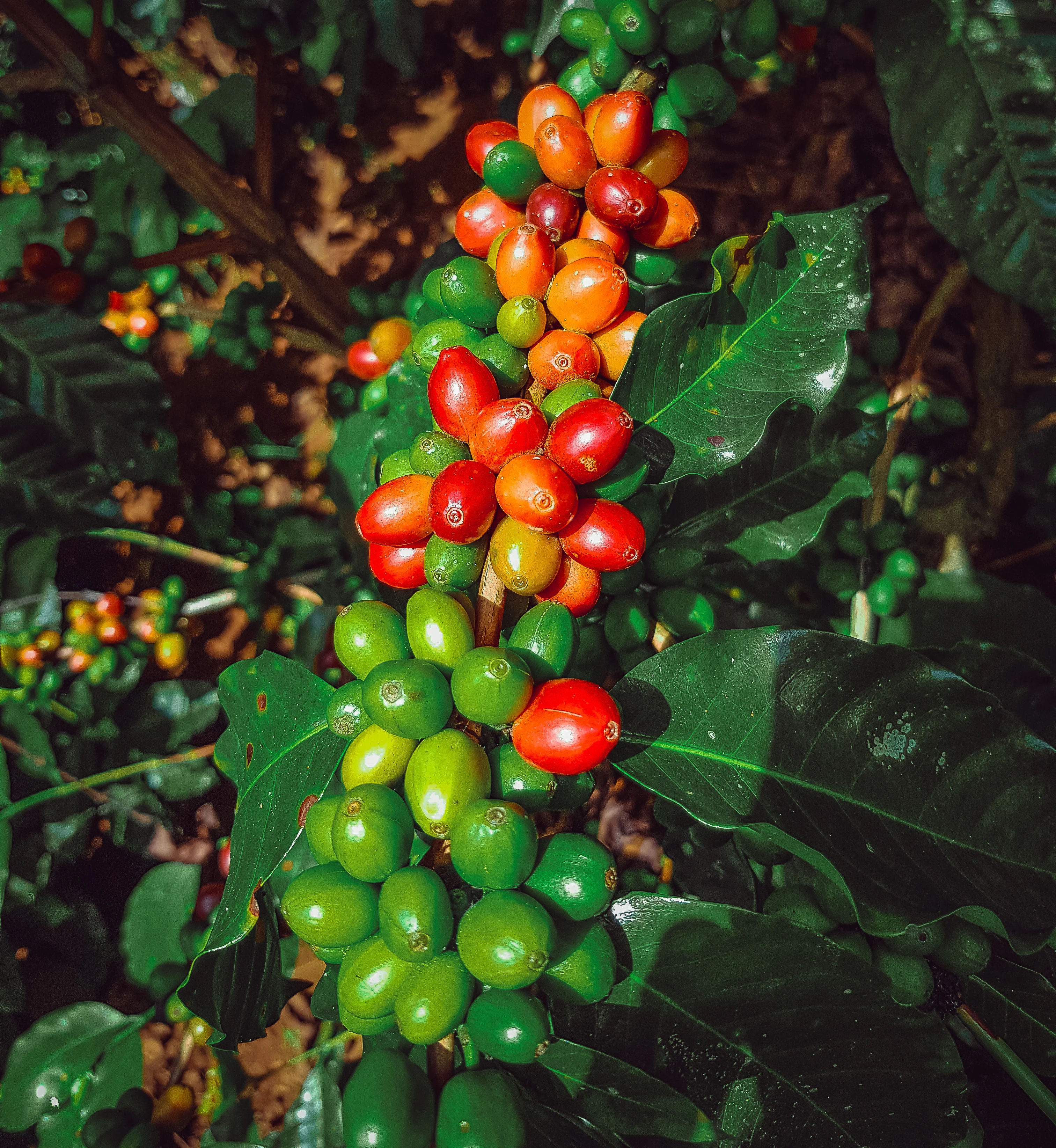 Aves y abejas contribuyen a la productividad de los cafetales