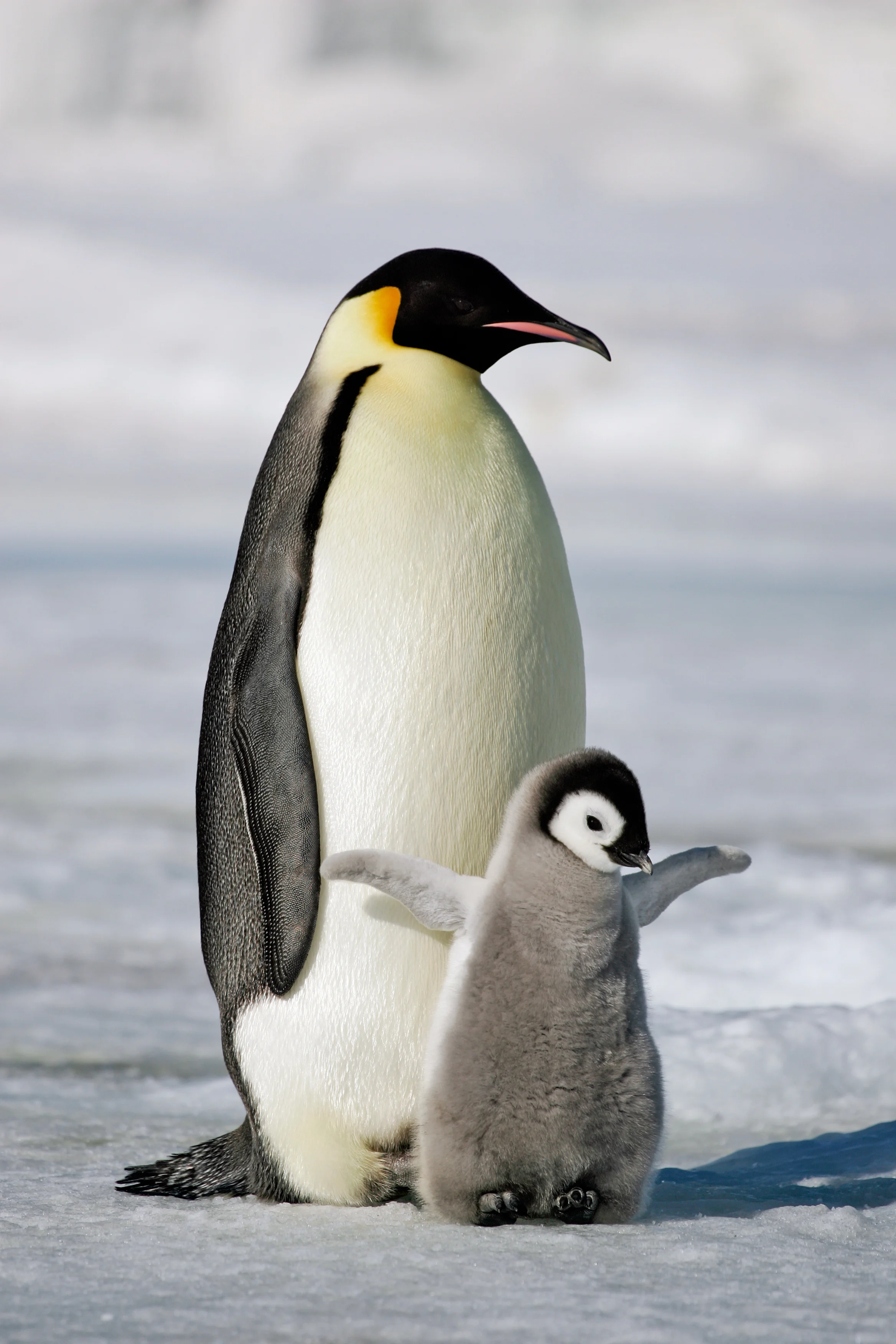 Scientists Analyzed Penguin DNA And Found Something Quite Remarkable