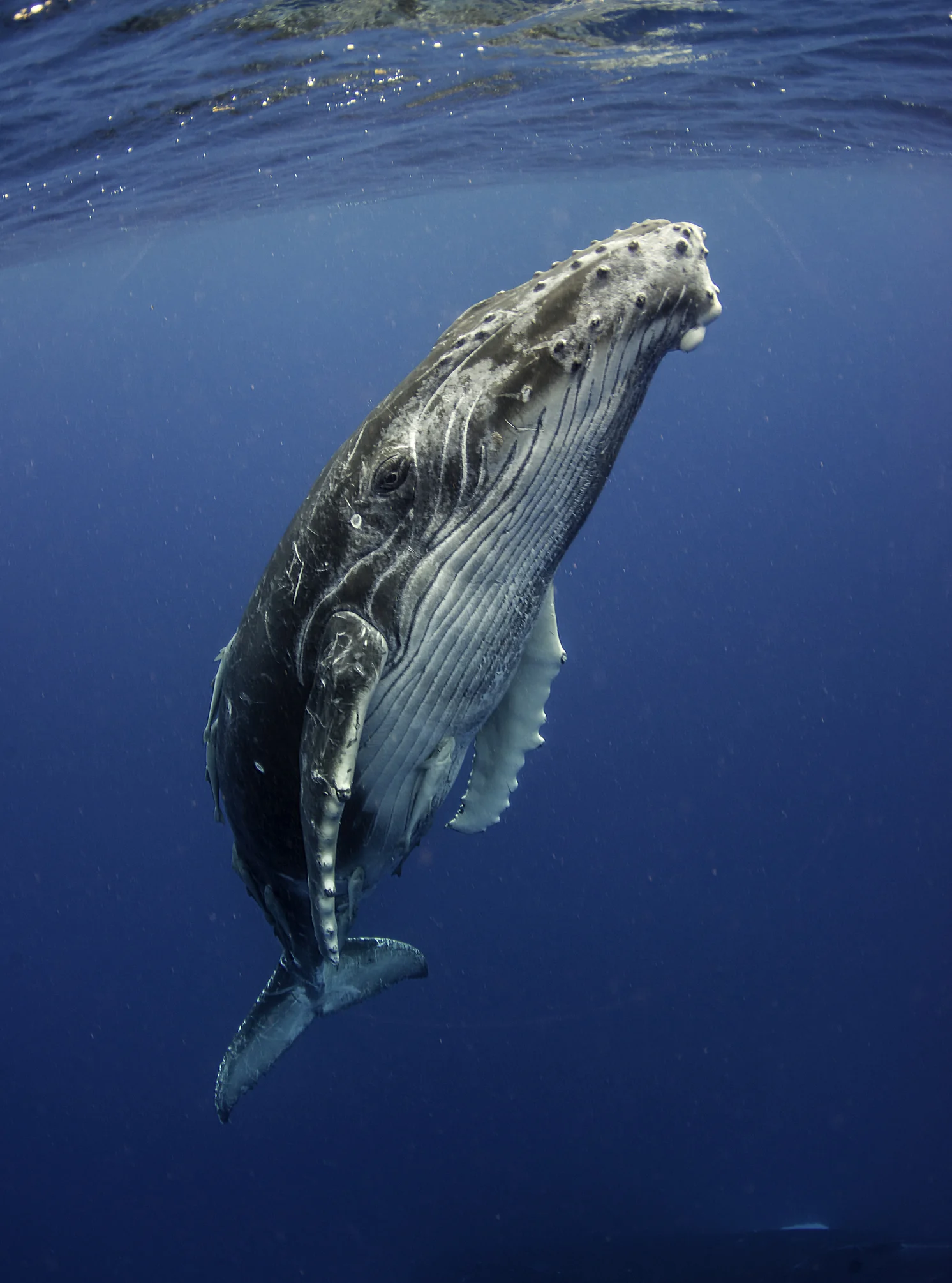 Magnifica megattera bianca avvistata alle Azzorre: le splendide immagini