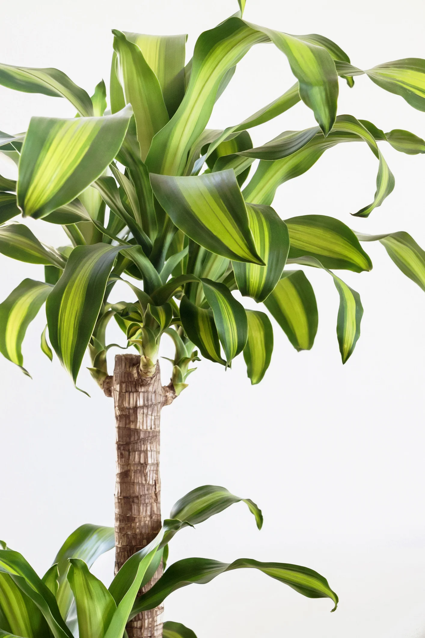 Qué significa según el Feng Shui cuando el palo de Brasil florece
