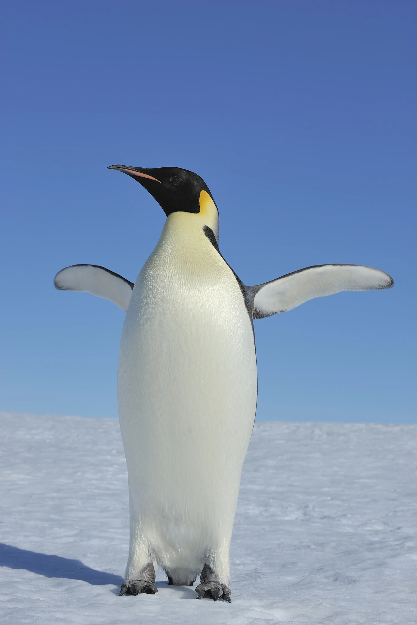 Scientists Analyzed Penguin DNA And Found Something Quite Remarkable