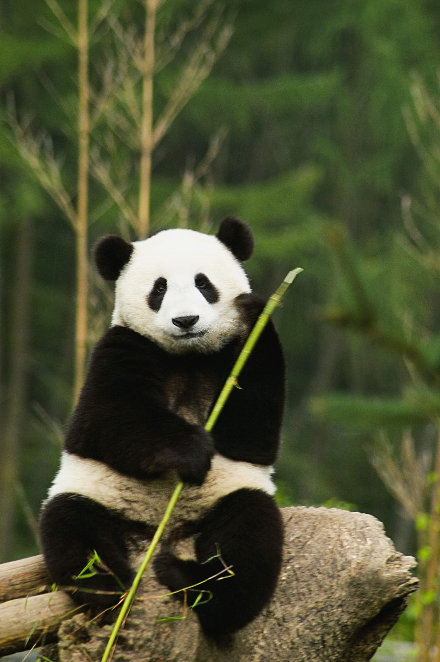 Svelato il segreto dei panda: ecco perché sono così paffuti anche se mangiano solo bambù