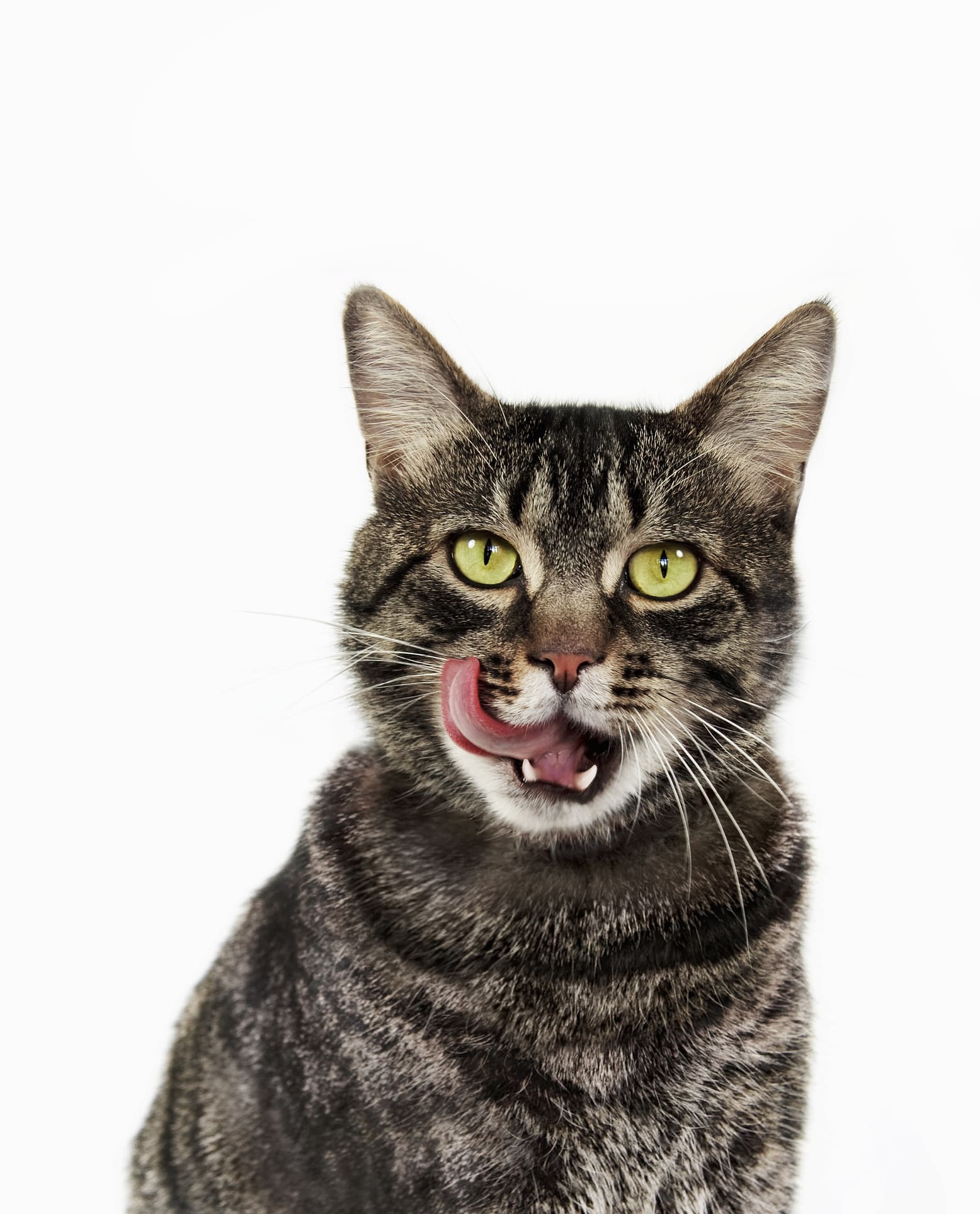 Katze schickt Kollegen ihres Frauchens regelmäßig Nachrichten