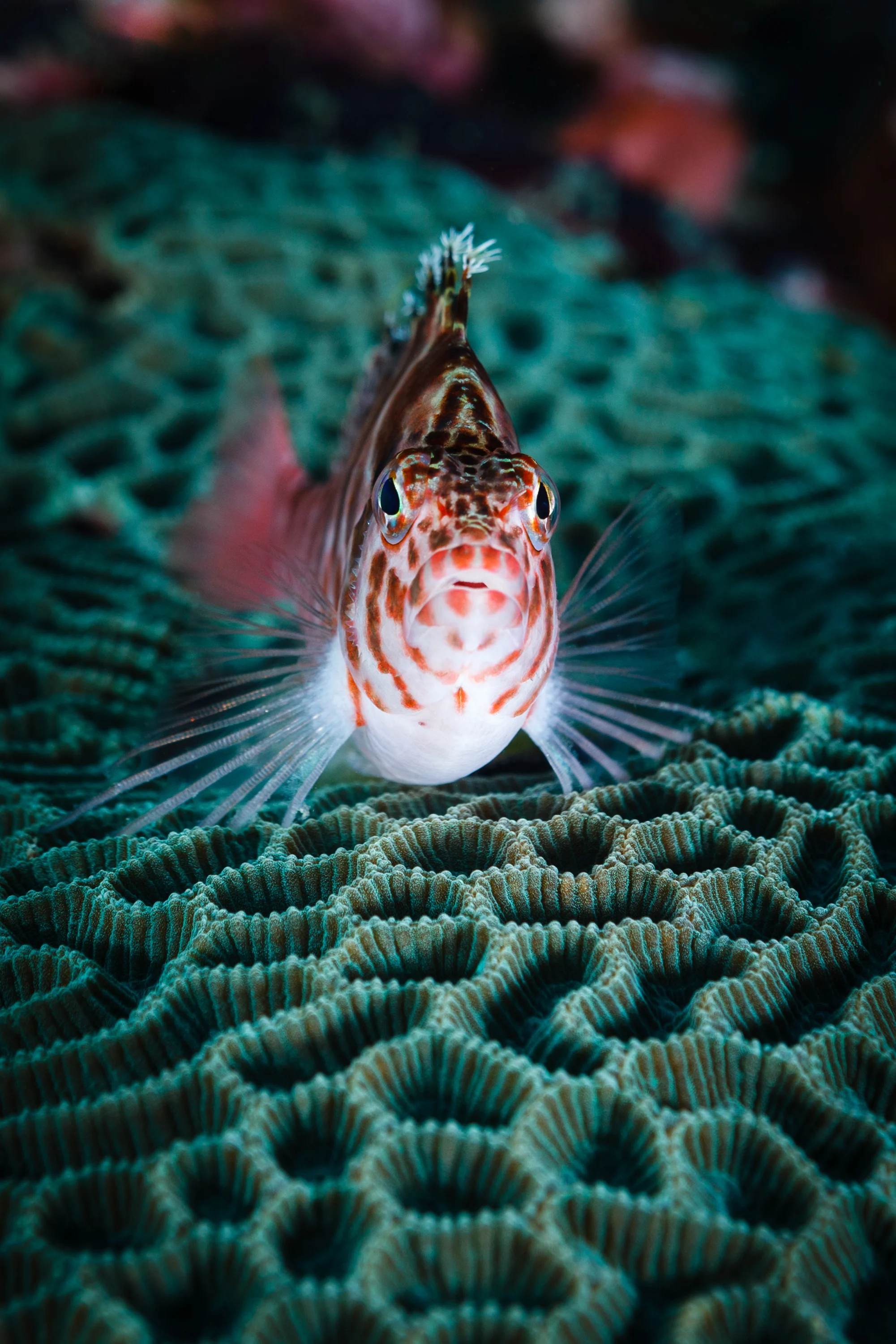 ตะลึง! ญี่ปุ่นพบ “ปลาใต้ทะเลลึก” สุดยอดนักล่าที่ตัวใหญ่ที่สุดในโลกและอยู่ใต้ทะเลลึกกว่า 2,000 เมตร