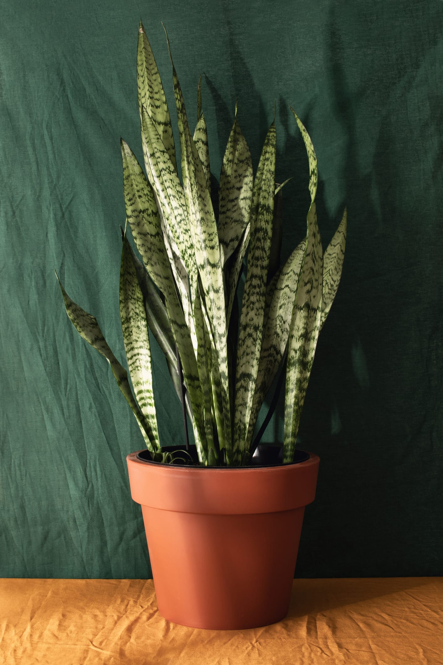 Esta es la razón por la que debes tener una Sansevieria en el cuarto del baño