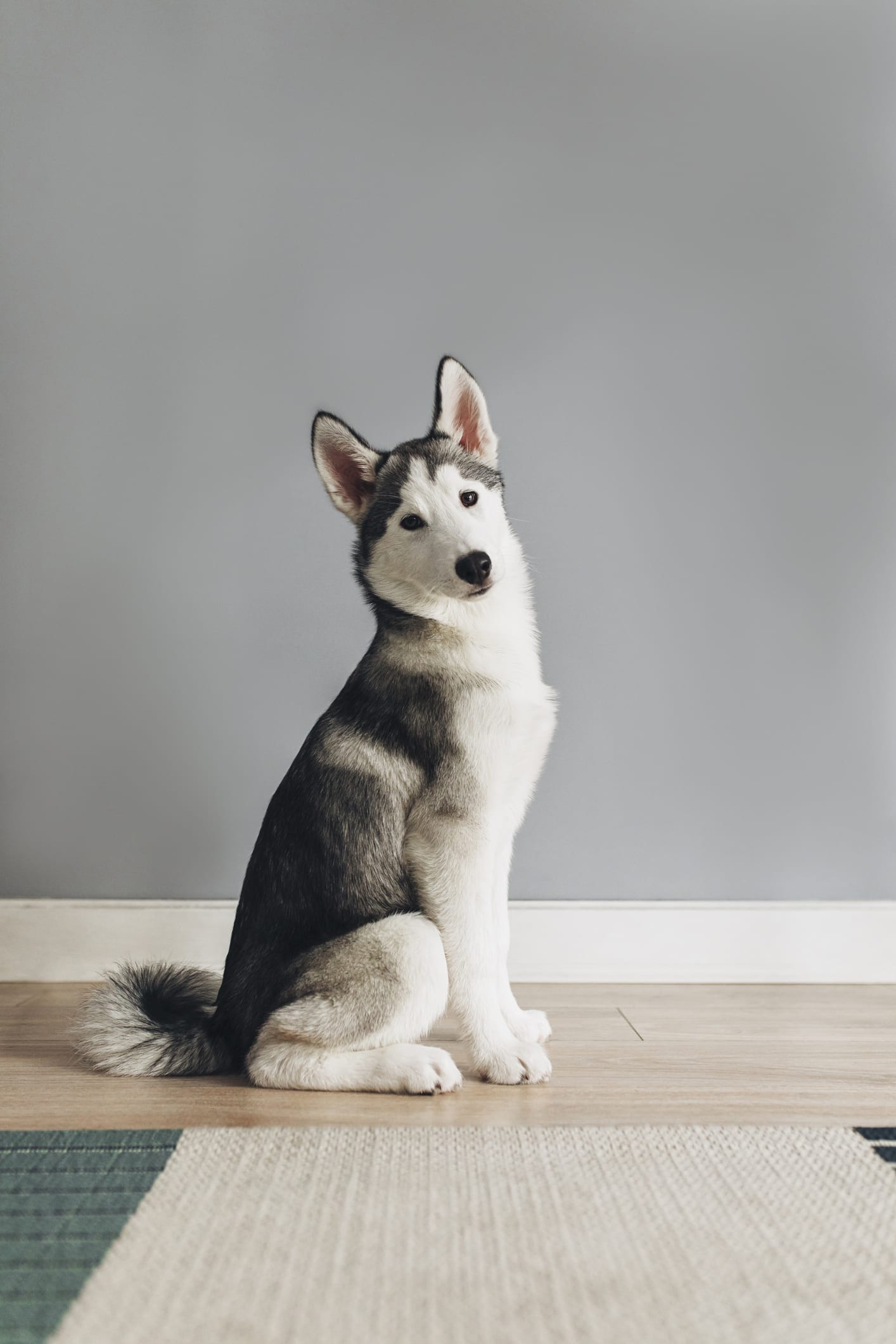 Labrador und Husky sind ihre Eltern: So sehen die Hunde aus