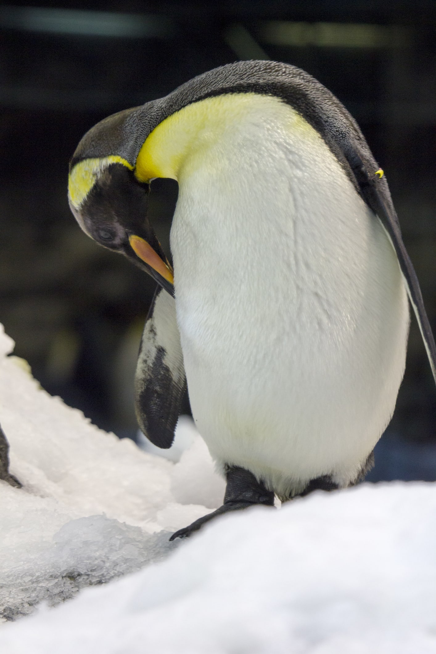 Pinguim gigante achado por crianças na Nova Zelândia é nova espécie