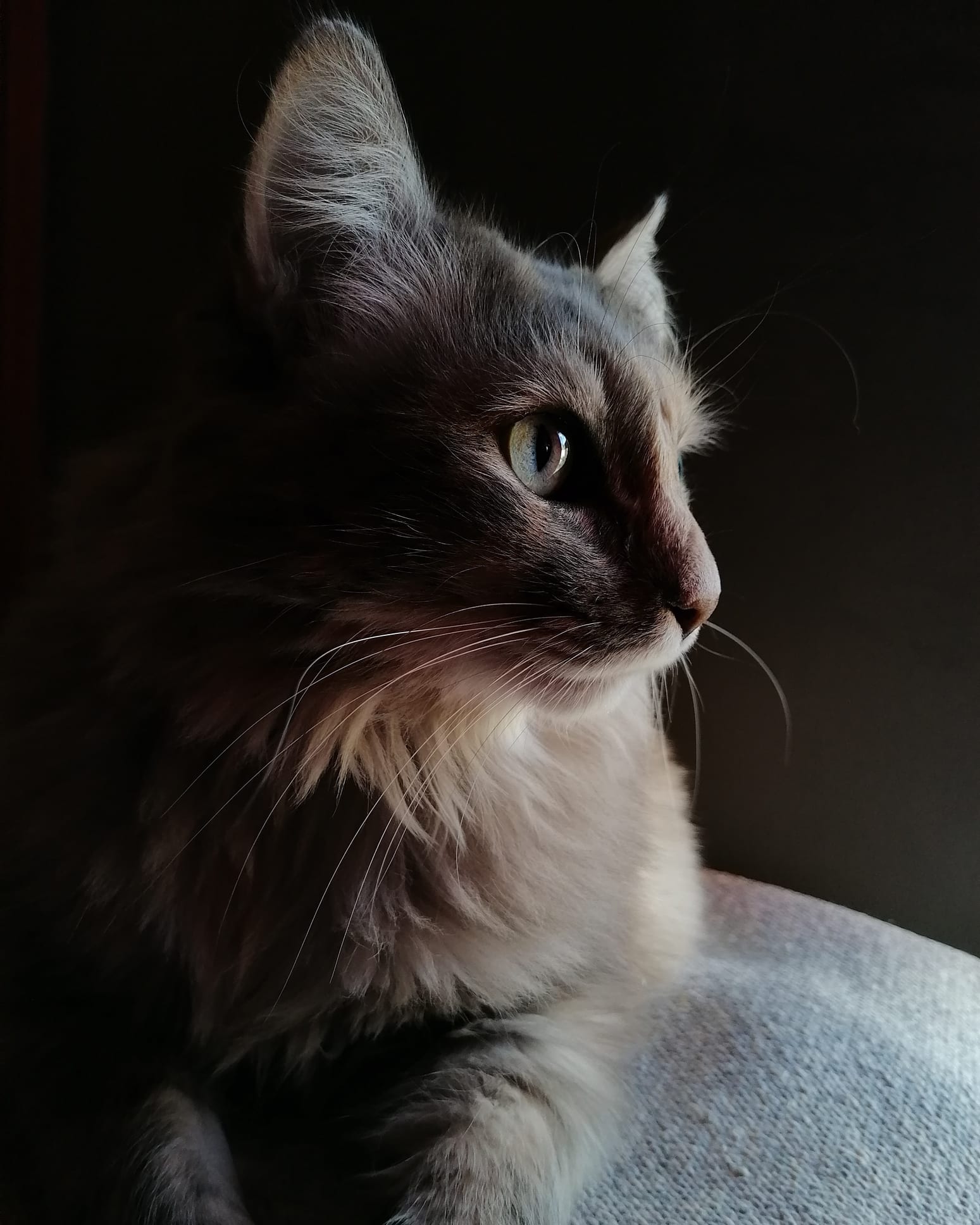 เปิดคำทำนาย 