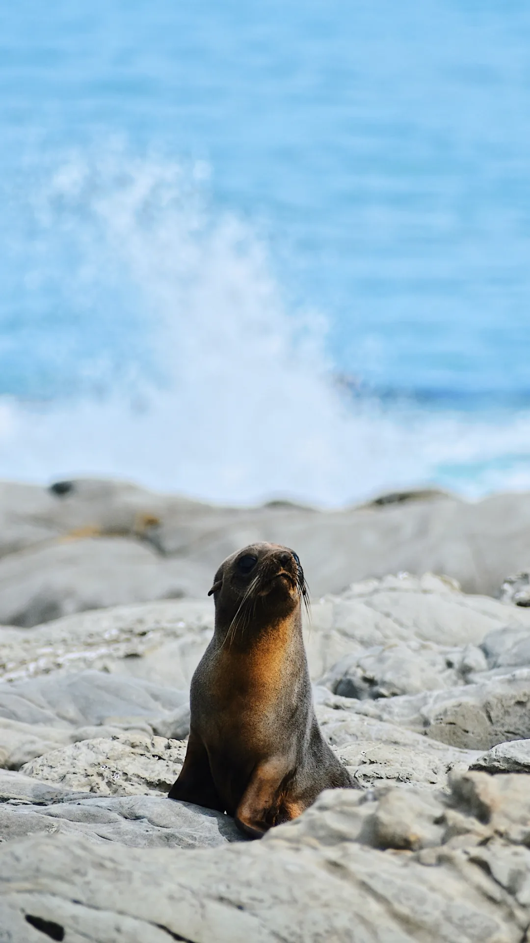 Seals can change the tone of their voice just like humans, study finds